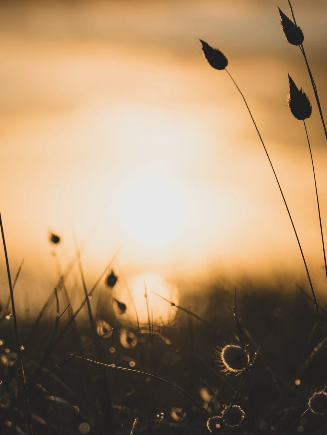 Tall grasses silhouetted in soft sunset light, creating a calm setting for breathwork and meditation.