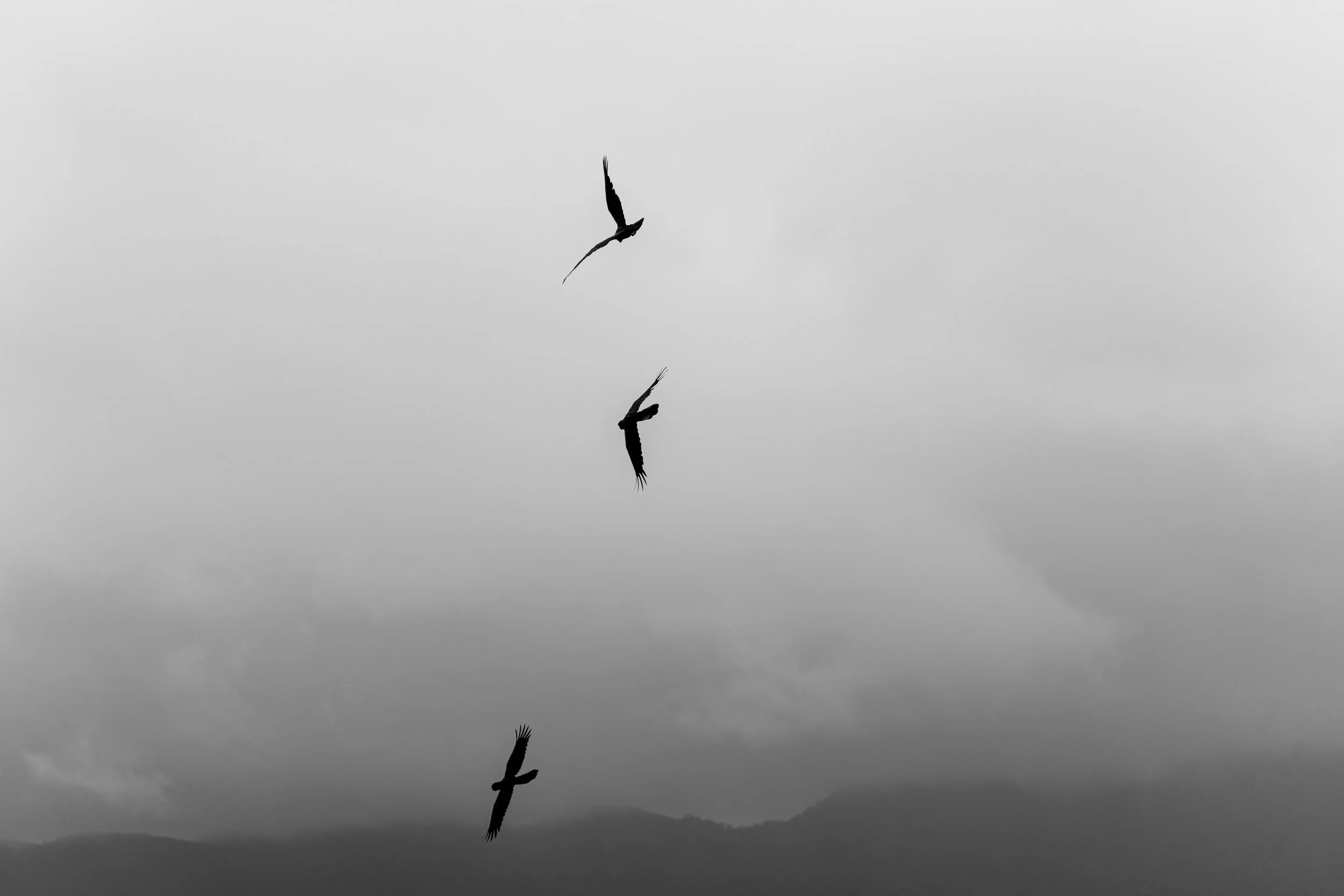 Three birds soaring above a misty mountain landscape.