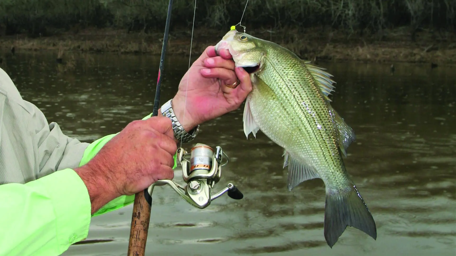 White Bass Spawn: Reading the Run and Staying on Fish All Spring