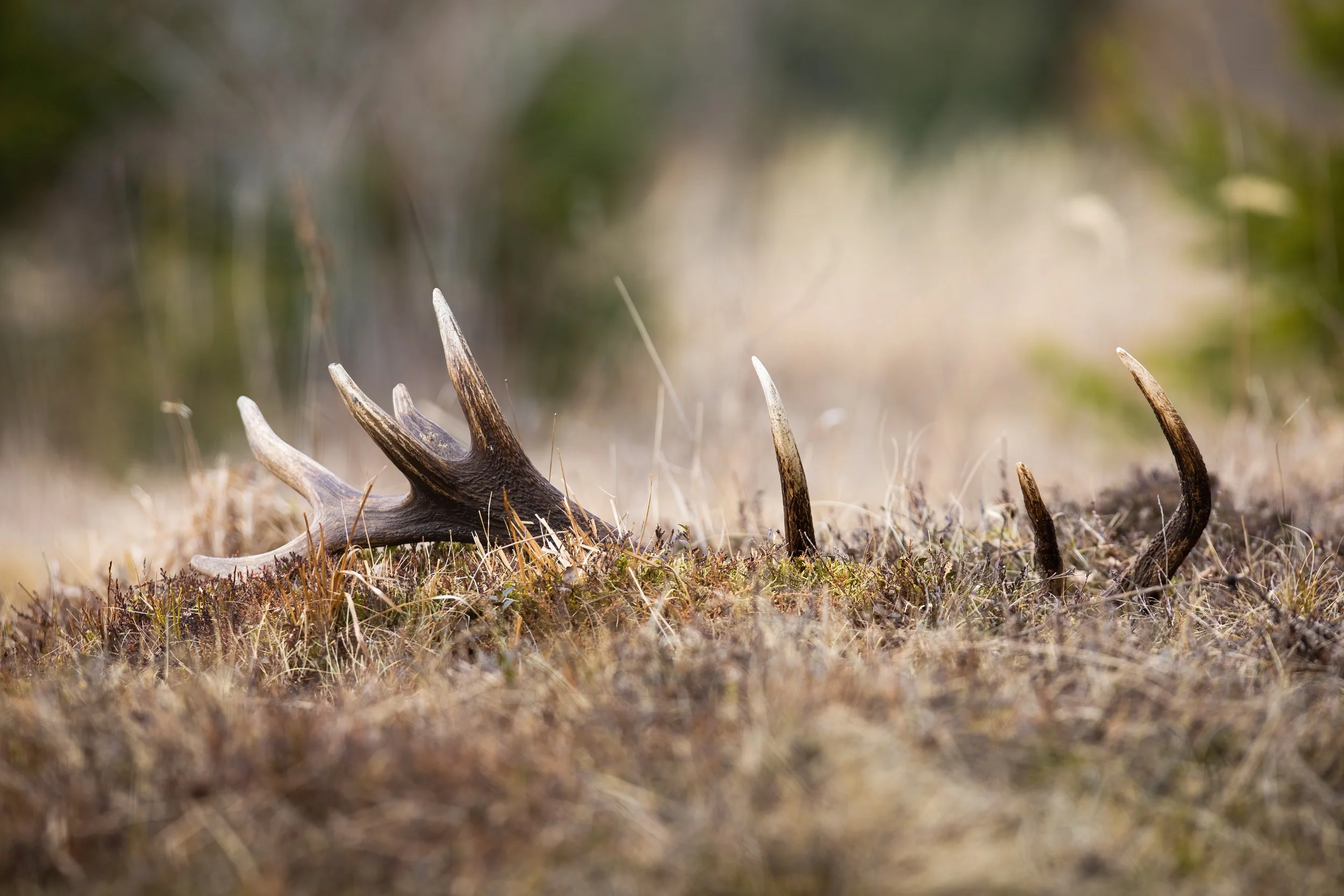 Shed Hunting Strategies: Finding Antlers and Prepping for Fall