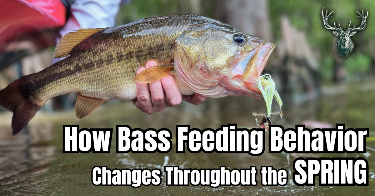 How Bass Feeding Behavior Changes Throughout the Spring