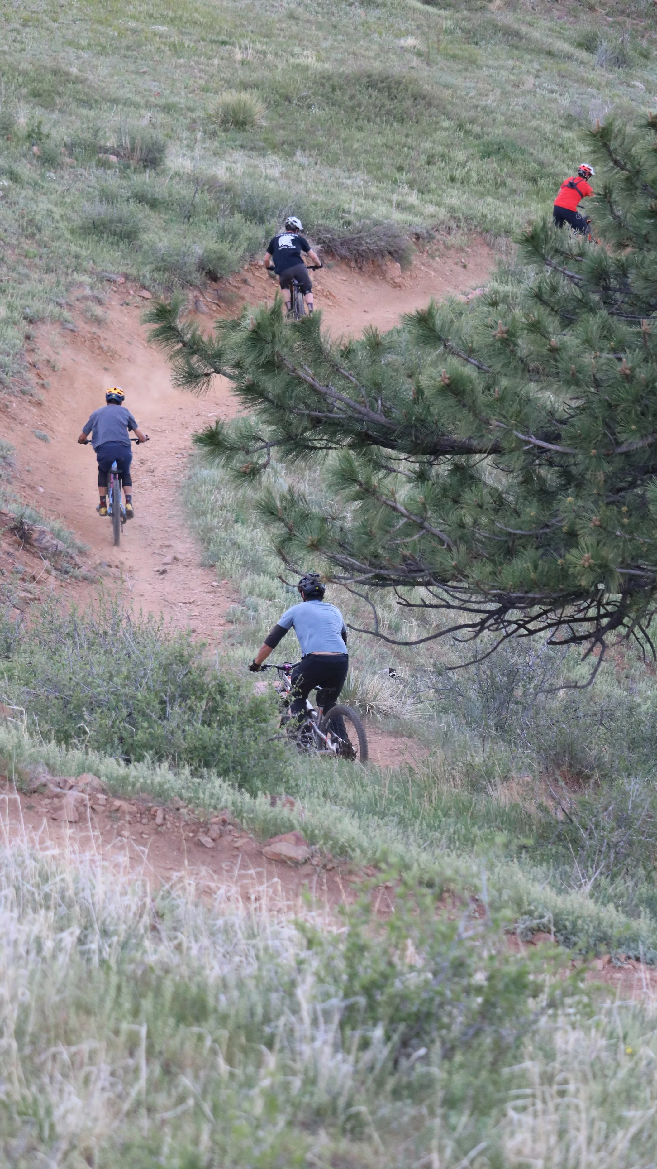 Five mountain bikers in helmets riding on a dirt trail uphill surrounded by green grass and bushes, with pine trees nearby.