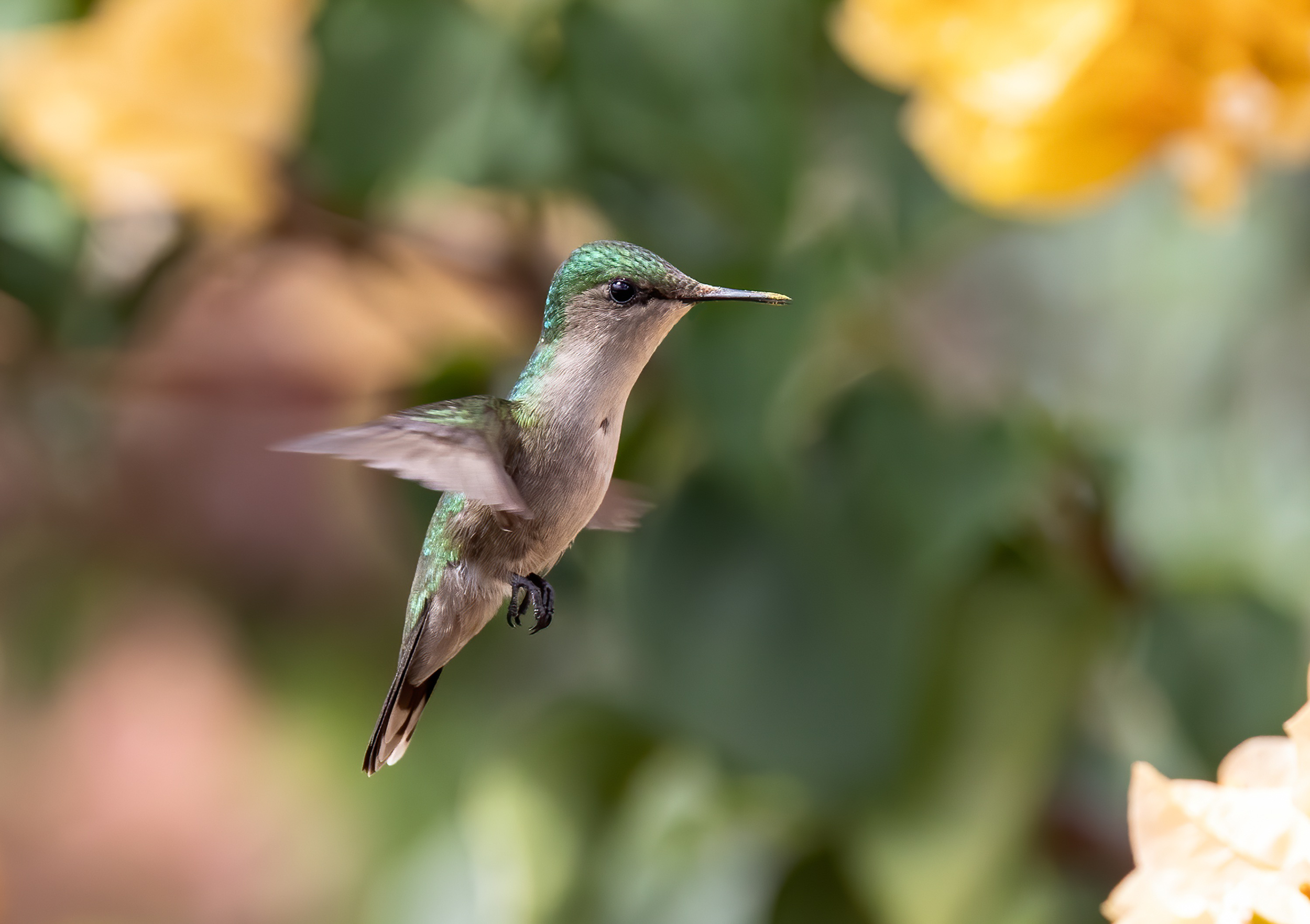A close-up of a hummingbird in flight, surrounded by blurred green and yellow foliage.