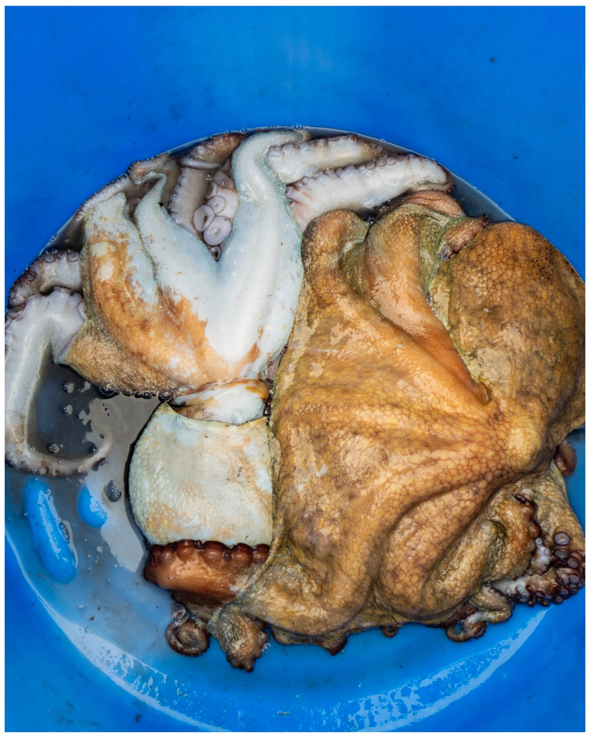 Cornwall Fish 13.jpg