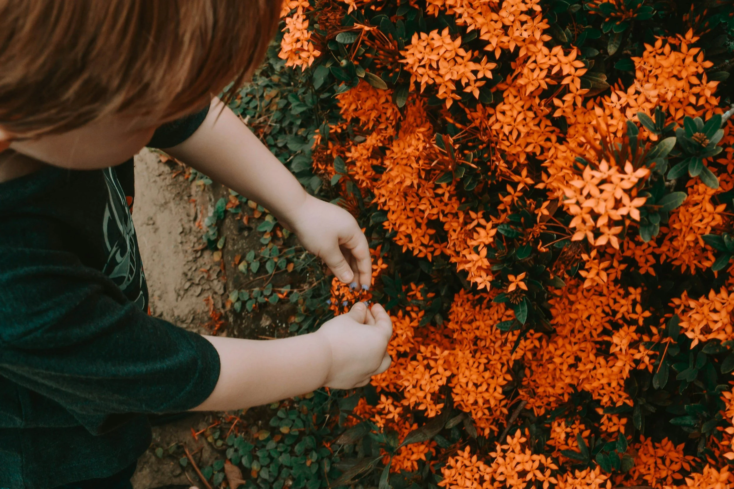 Child photographing flowers in a garden bed