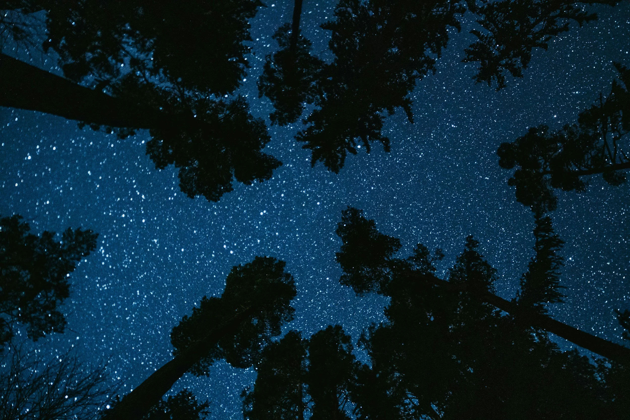 Night sky filled with stars viewed from the ground, with tall trees silhouetted against the starry sky.