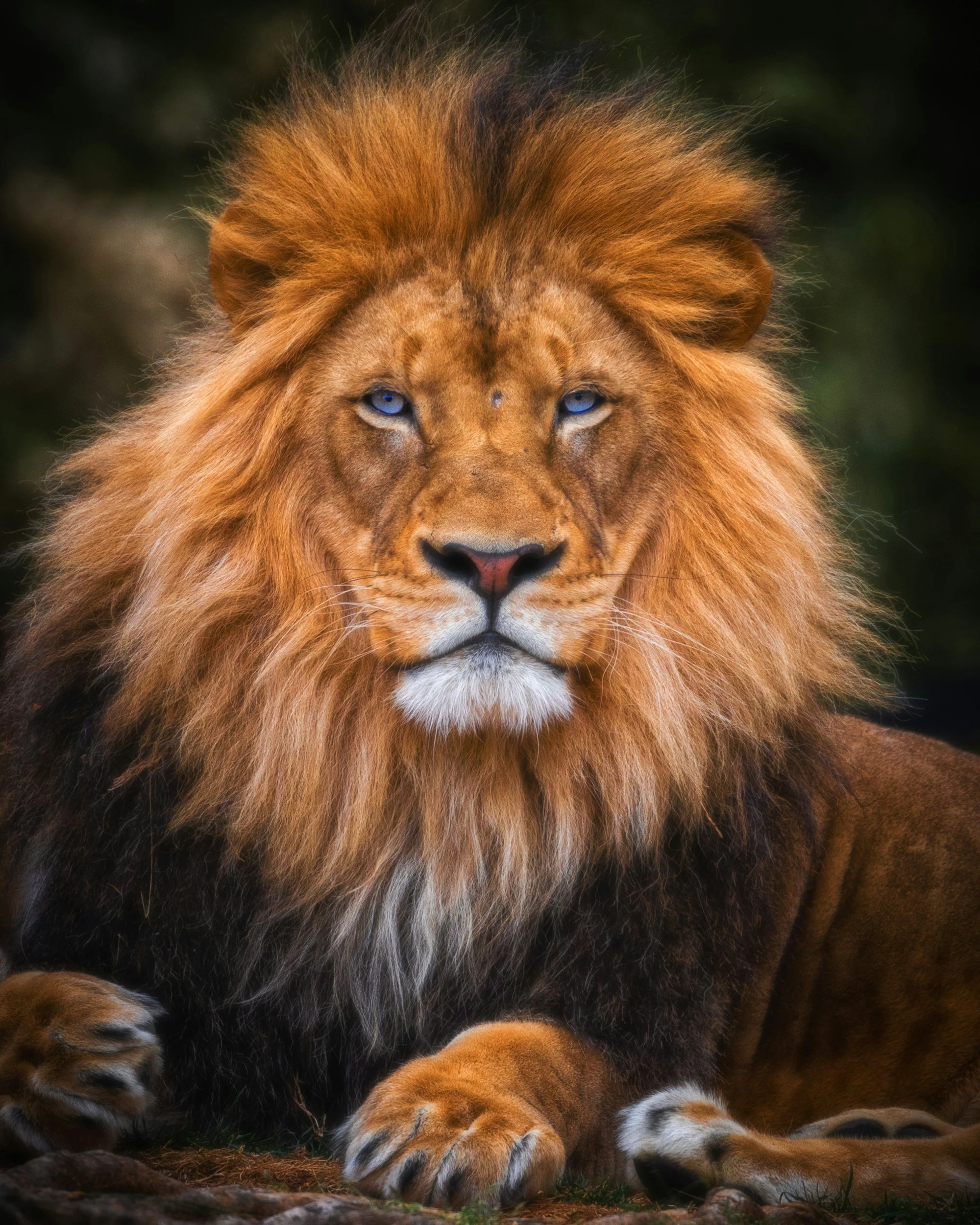 A majestic lion with a thick, golden mane sitting on the ground and looking directly at the camera.