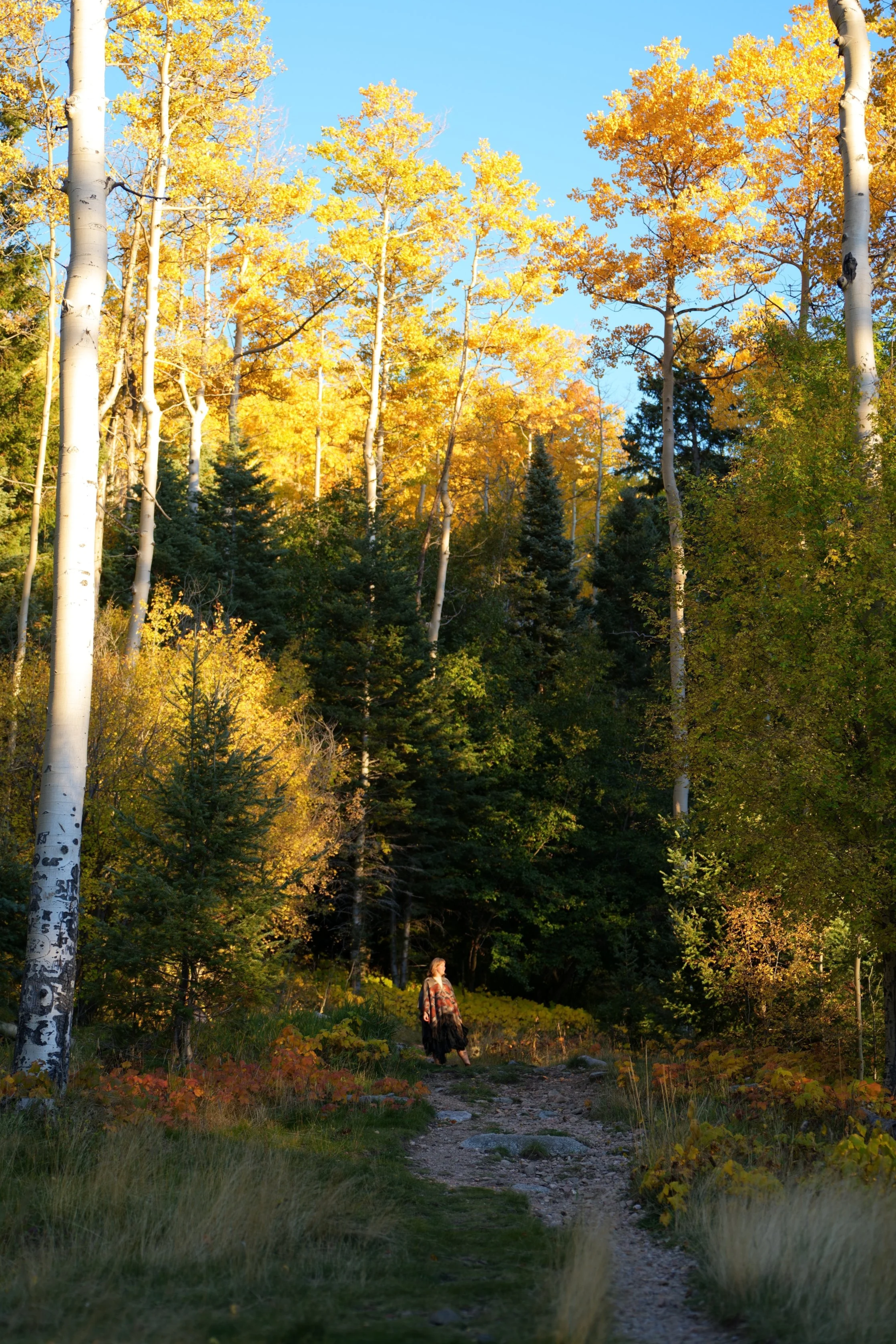 A person walking on a trail through a forest with tall trees, some with white bark, and autumn yellow leaves, under a clear blue sky.
