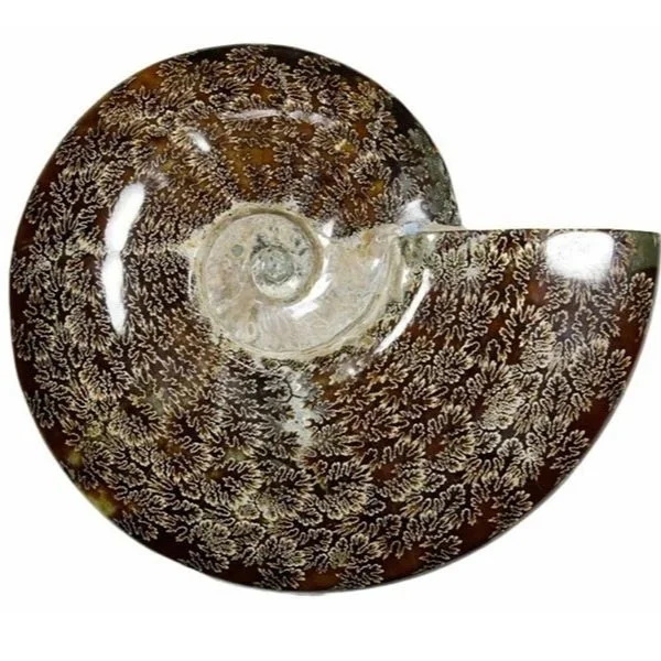 Ode to an Ammonite