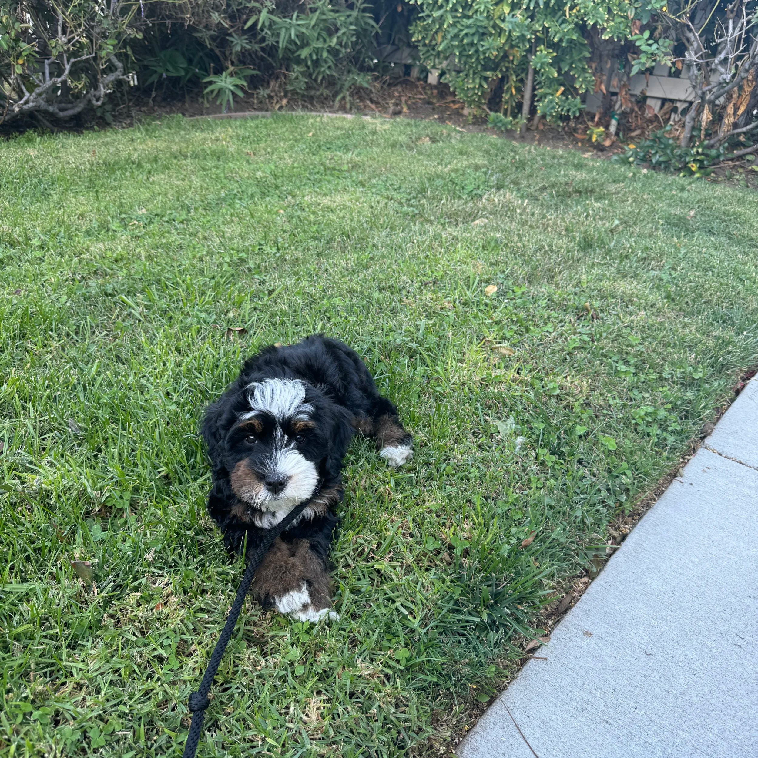 A cute black, white, and brown puppy with fluffy fur lying on a grassy lawn next to a sidewalk, with bushes in the background.