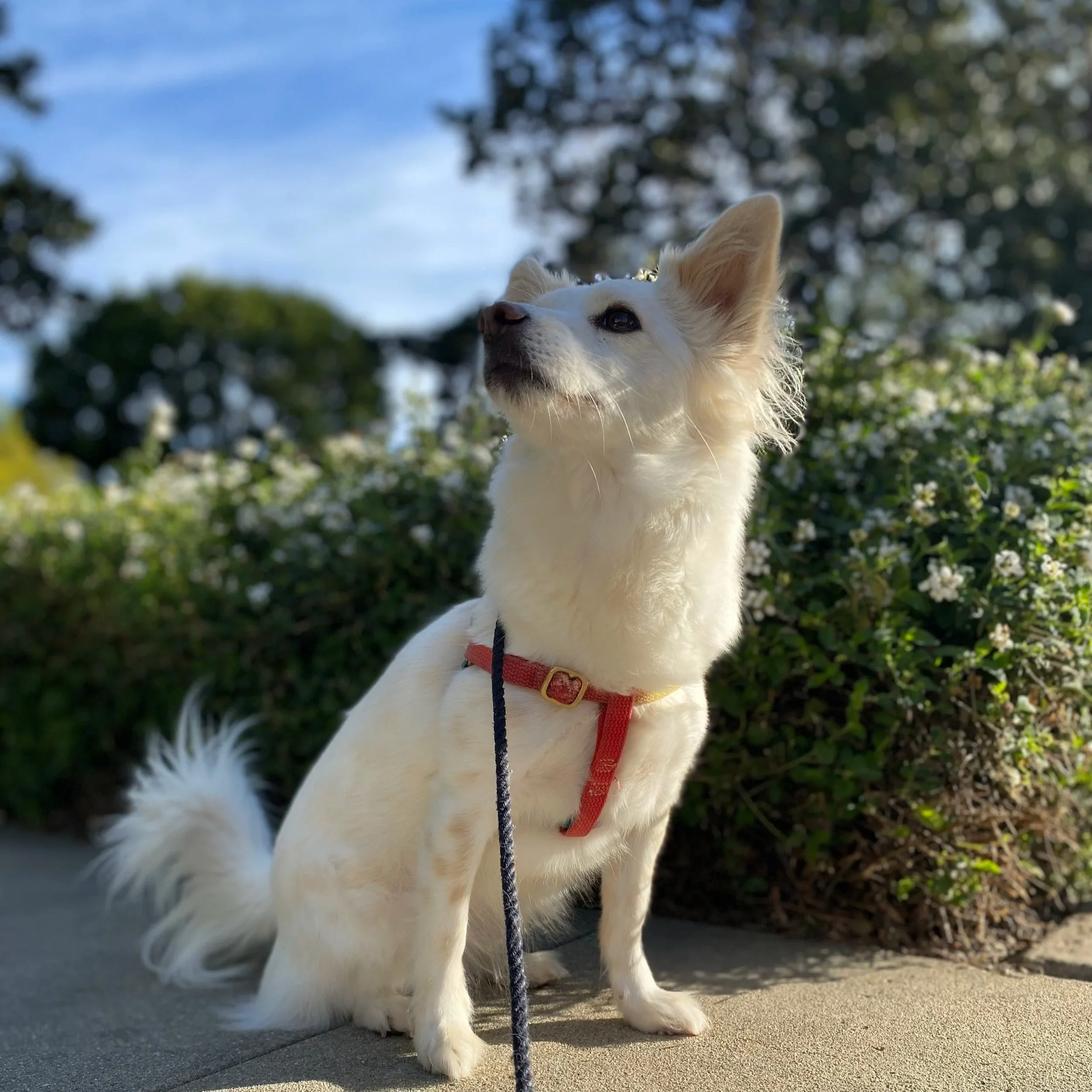White dog with tan ears sitting outdoors near bushes with white flowers, on a leash, looking upward on a sunny day.