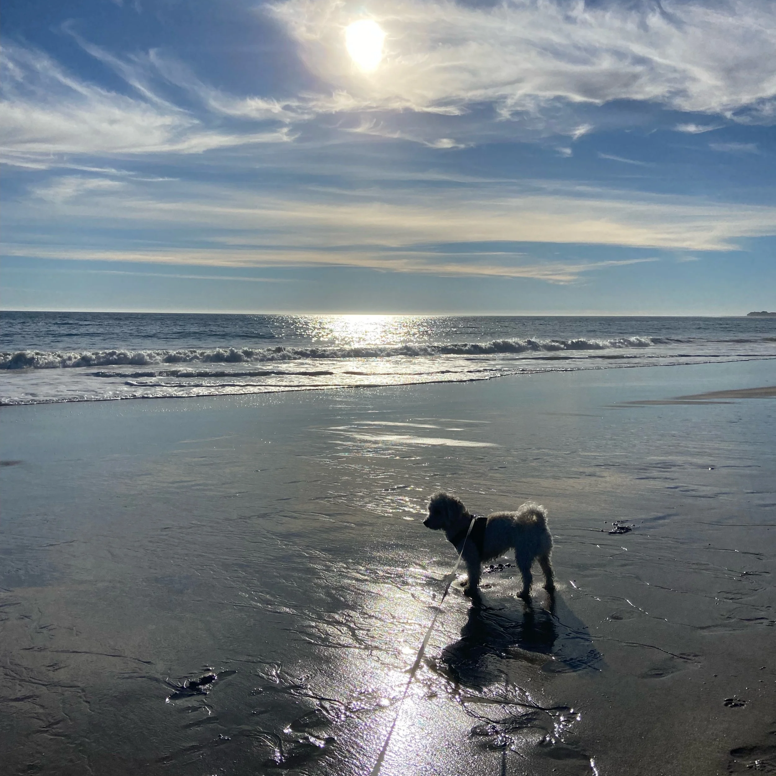 A dog standing on a wet beach near the ocean with the sun shining overhead and clouds in the sky.