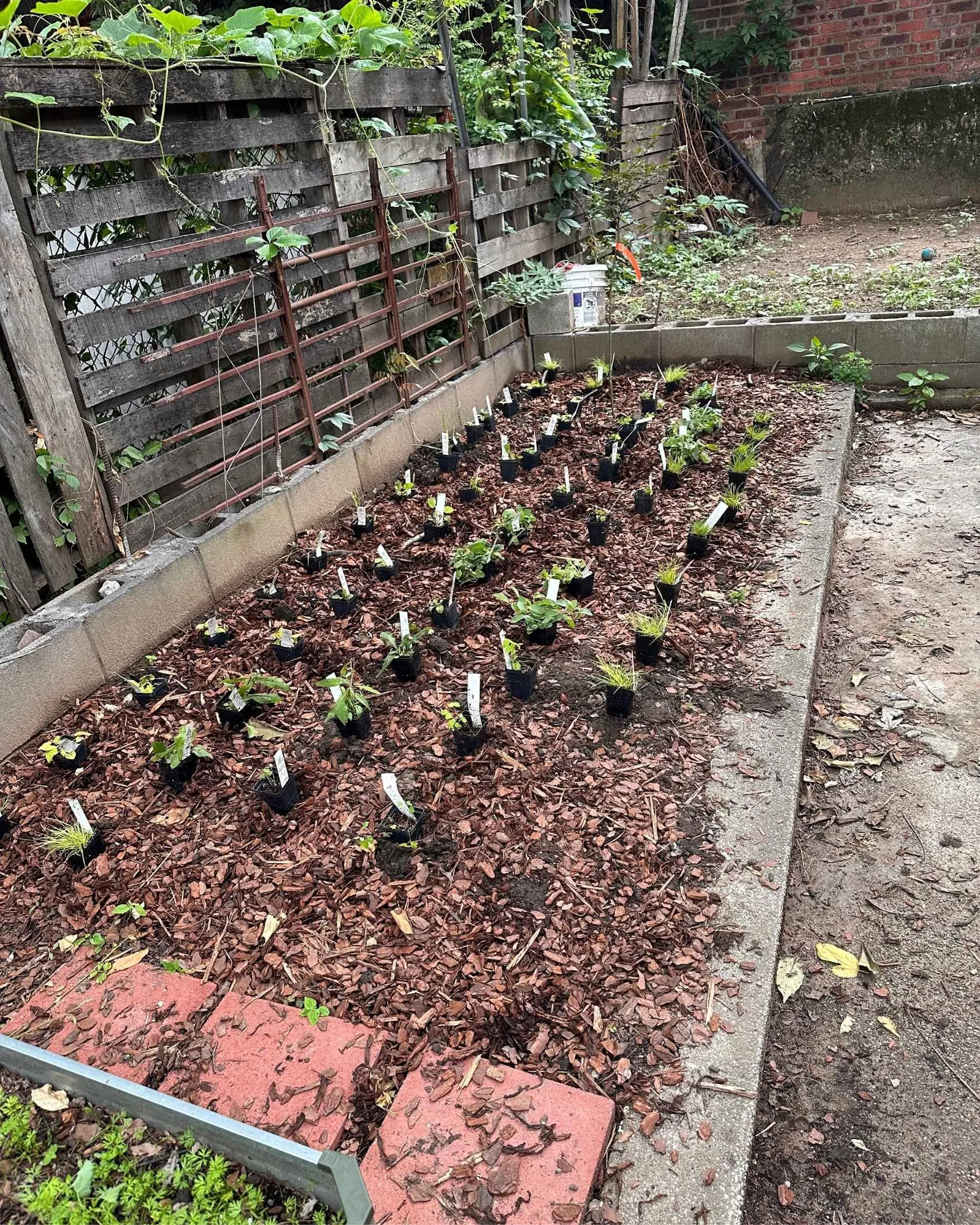 Dozens of small native plants in black nursery containers arranged in a structured grid across a mulched garden bed, prepared for transplanting next to a rustic wooden fence.