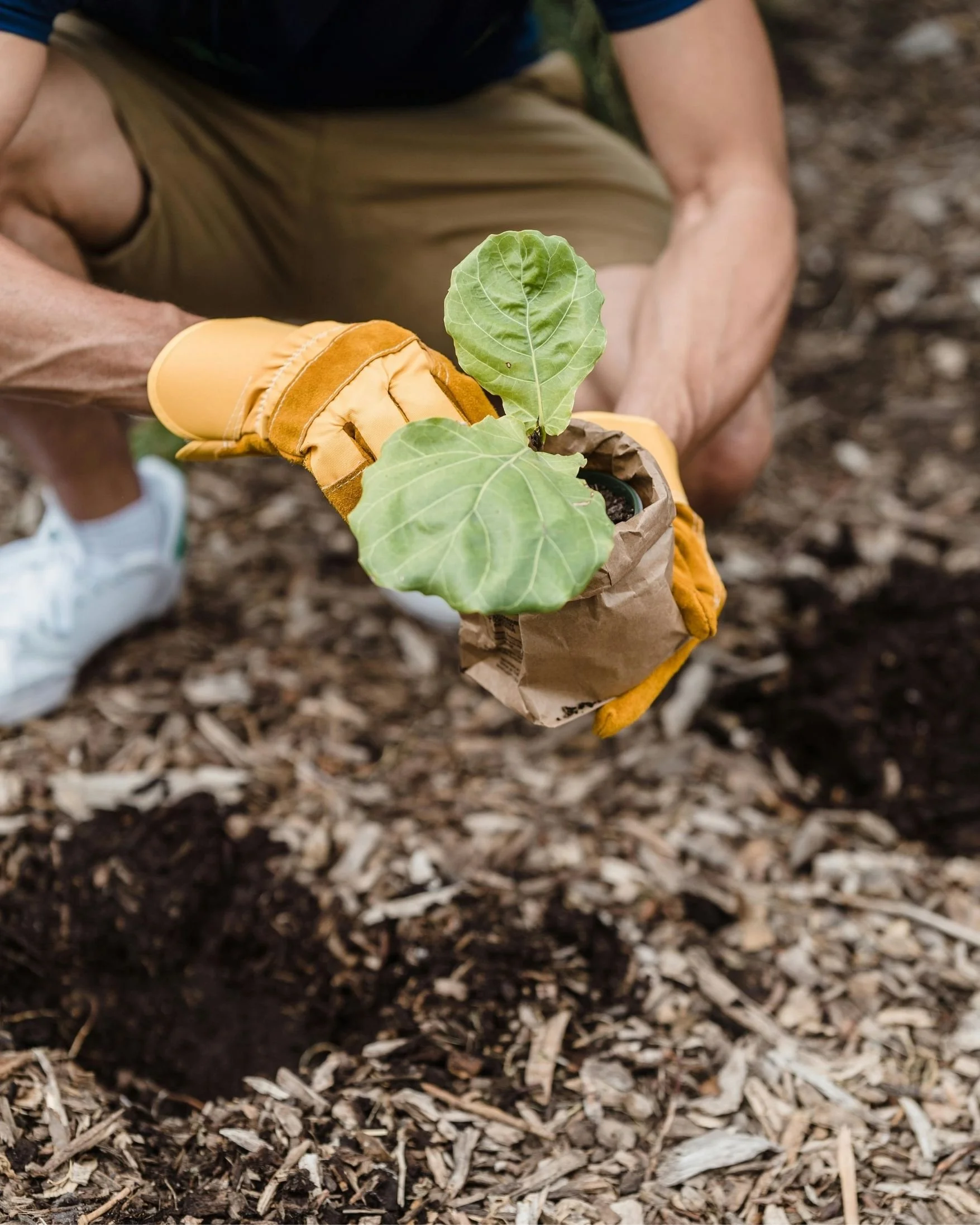 Volunteer Preparing for Transplanting
