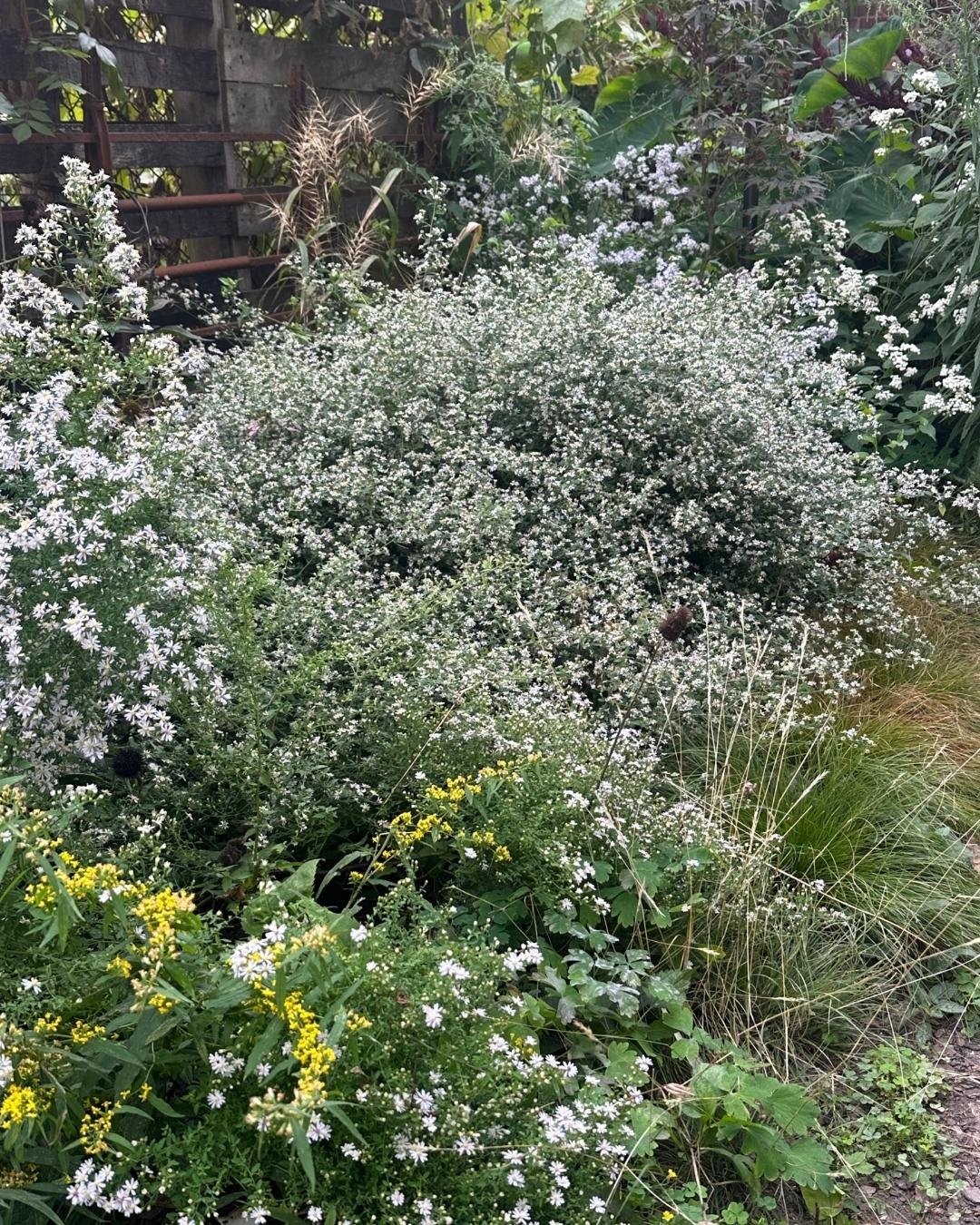 Native Pollinator Habitat
