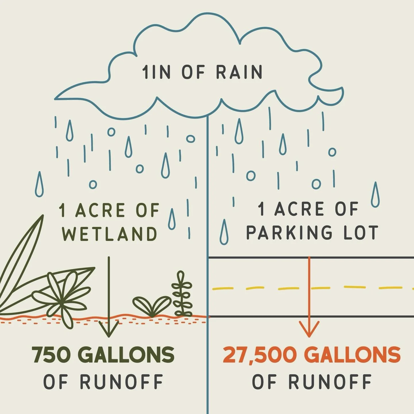 And turf grass isn&rsquo;t much better!

Grasses, shrubs and trees can make a huge difference in flood prevention!

#nativeplants 
#rewild 
#floodprevention