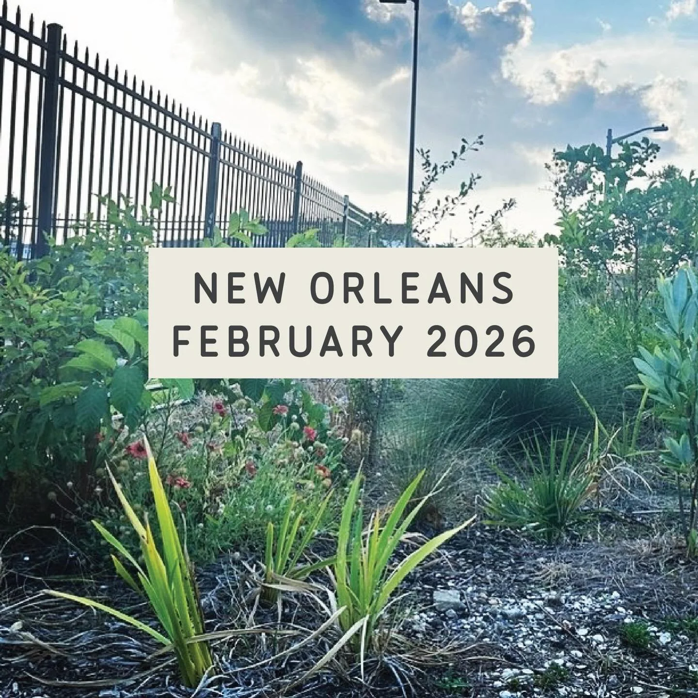 Proud to announce the very first official planting site of Yaupon Project: Mid-city New Orleans

This tiny burst of life was planted two years ago as a test run to see if our rewilding plan could work. (It has.)

This little patch sits along a long g