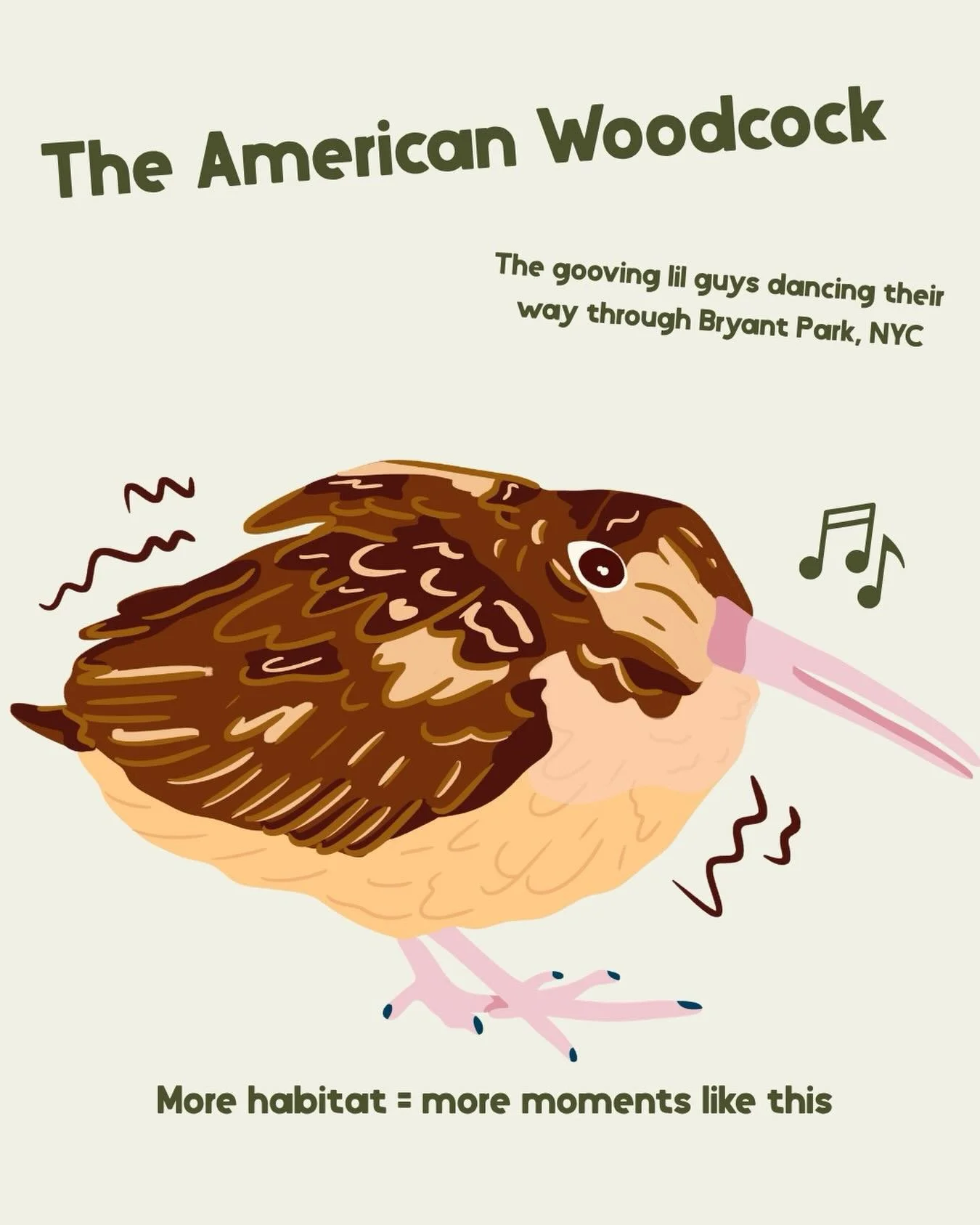 This is an American woodcock &mdash; dancing in the middle of New York City.

That &ldquo;dance&rdquo; isn&rsquo;t just for show. They use subtle vibrations in the ground to find earthworms &mdash; their main food source.

Woodcocks rely on open, bru