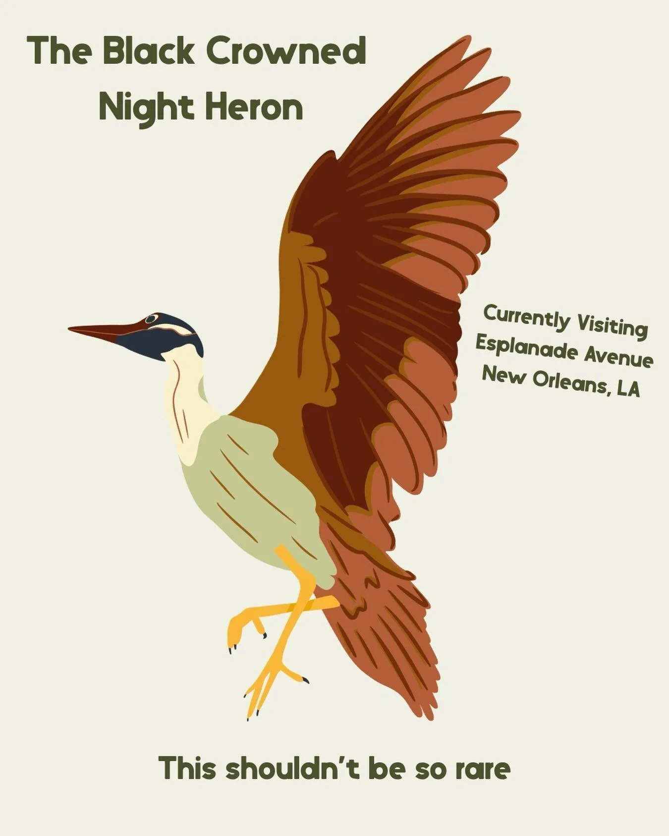 A black-crowned night heron along Esplanade Avenue.

Right in the middle of New Orleans.

These birds depend on shallow water, quiet edges, and trees to roost &mdash; the kinds of habitats that once covered much of this city.

Now, they&rsquo;re find