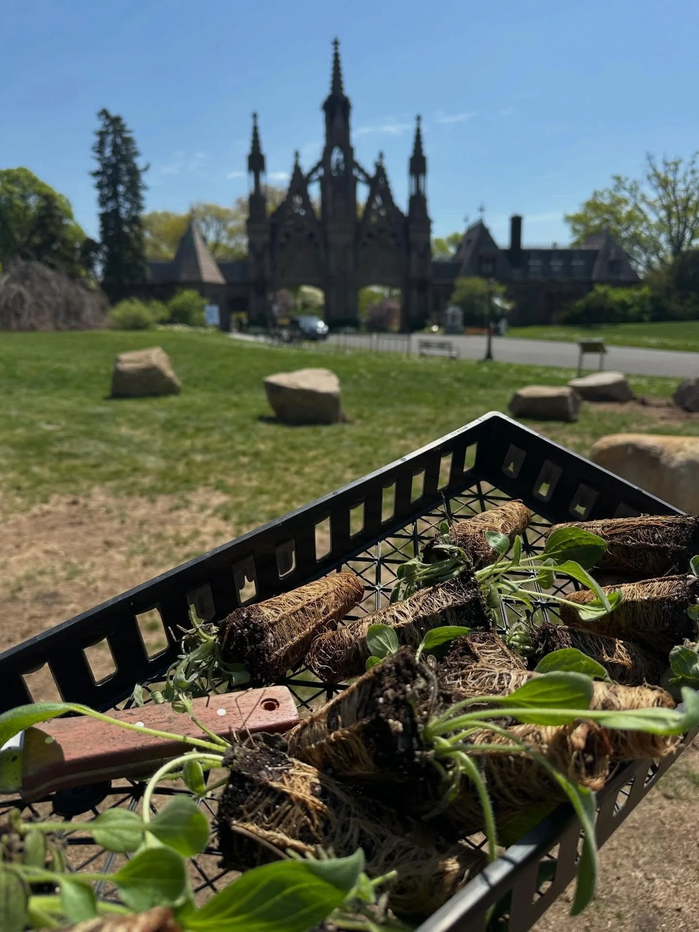 Native planting day over at Greenwood Cemetery!