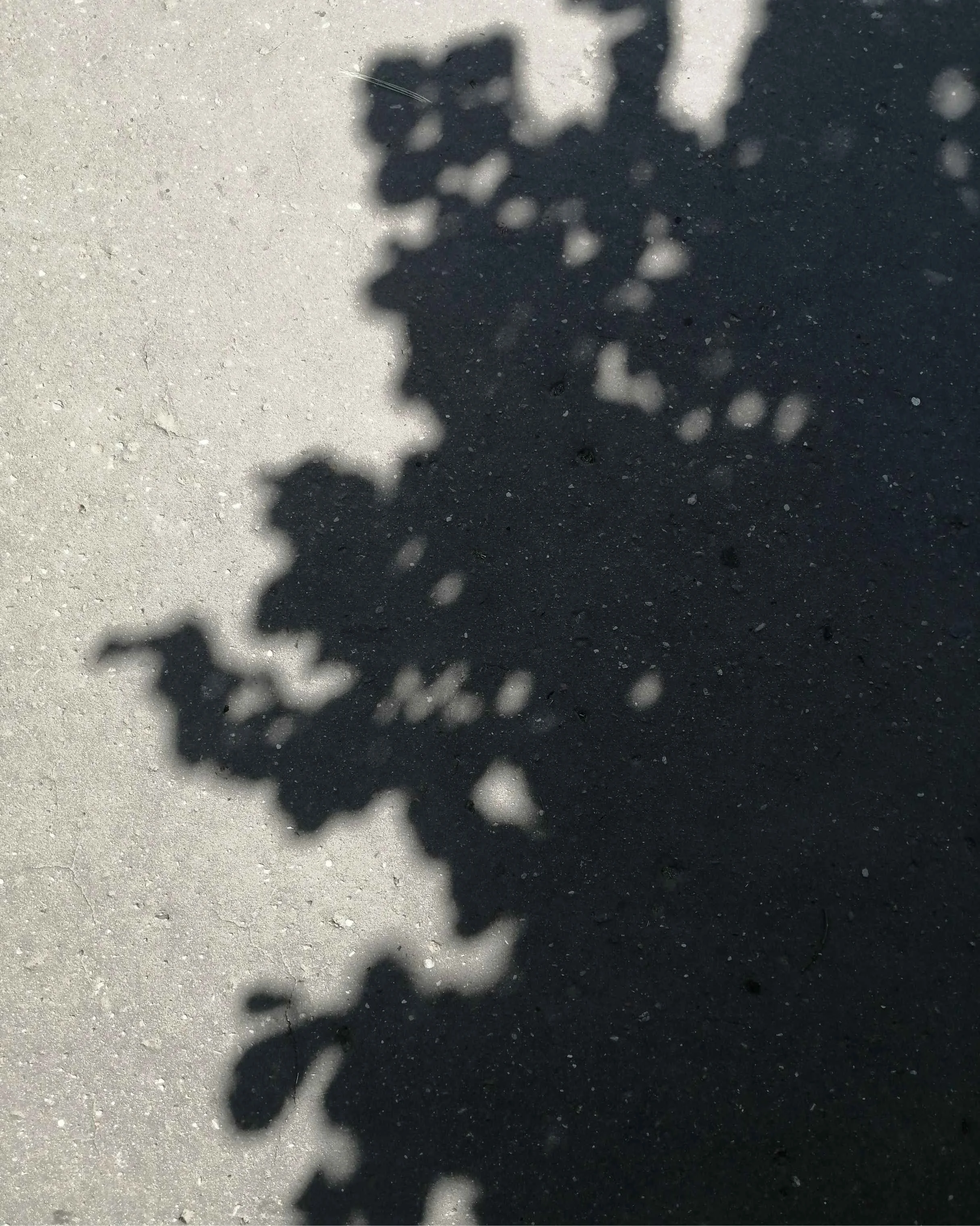 A high-contrast photograph of a dappled shadow from a leafy tree canopy cast onto a light gray paved sidewalk.