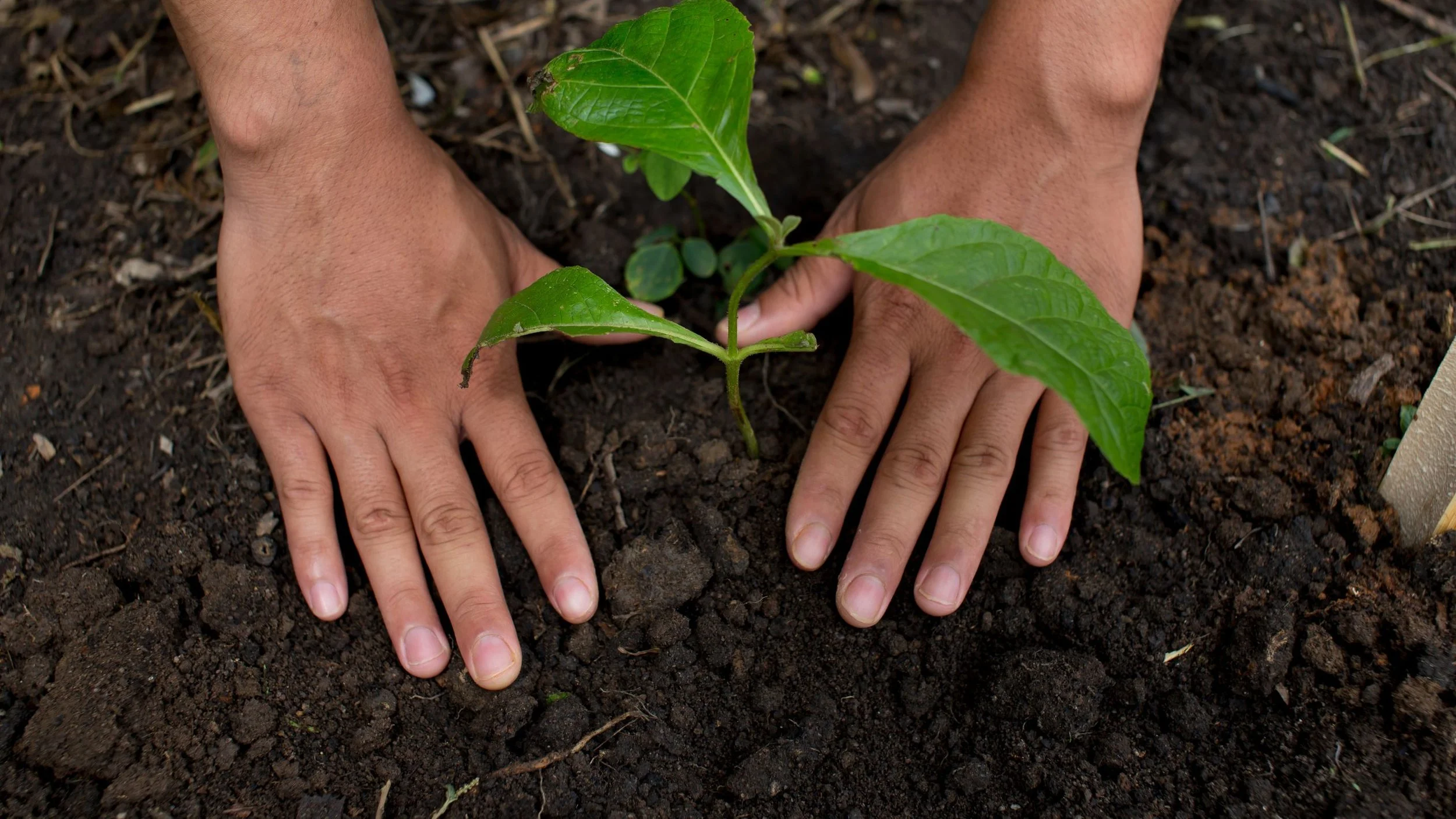 Close-up of hands pressing rich, dark soil around a small green sprout to secure it in the ground.