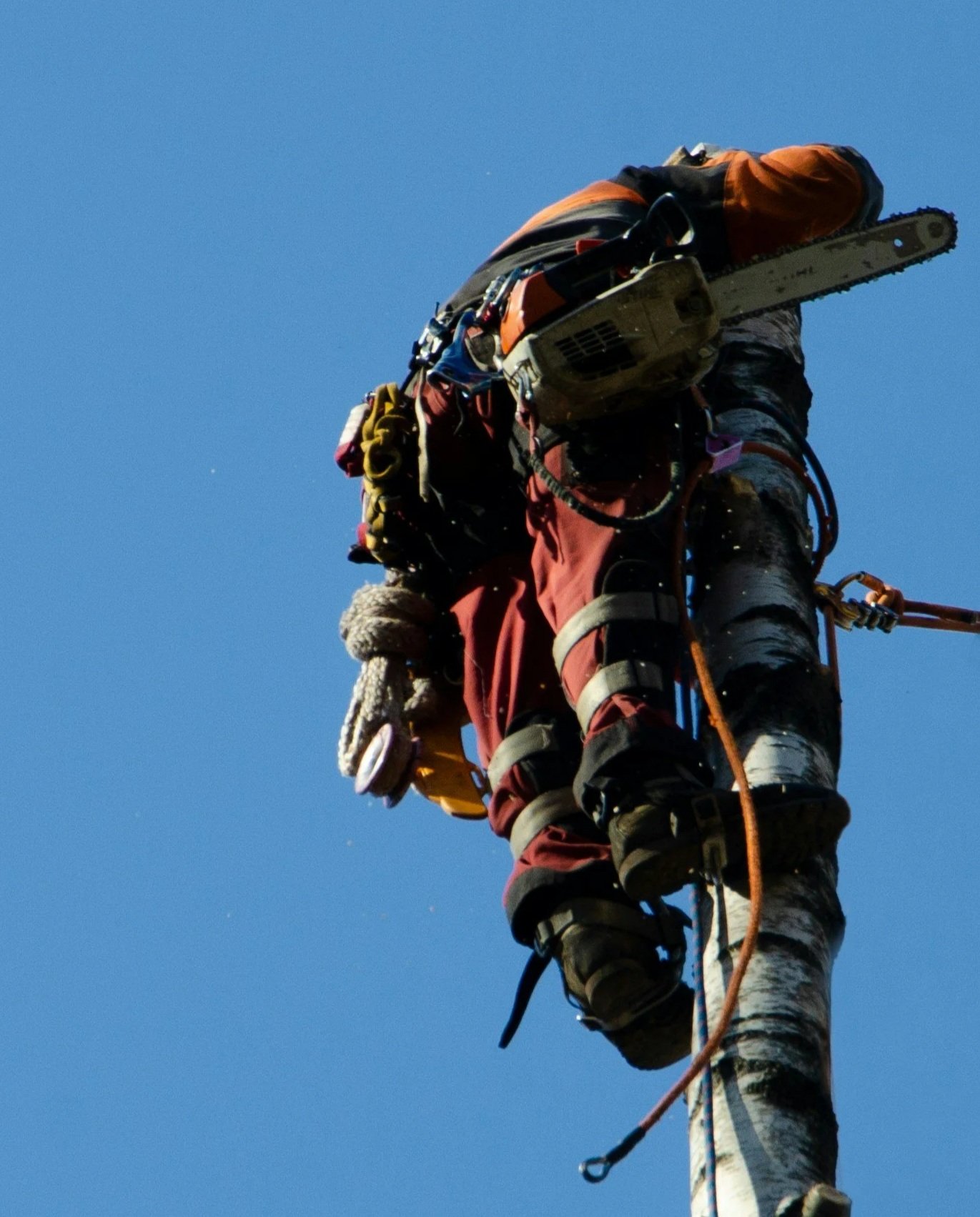 A climber with safety gear holds a chainsaw while ascending a tree against a clear blue sky.