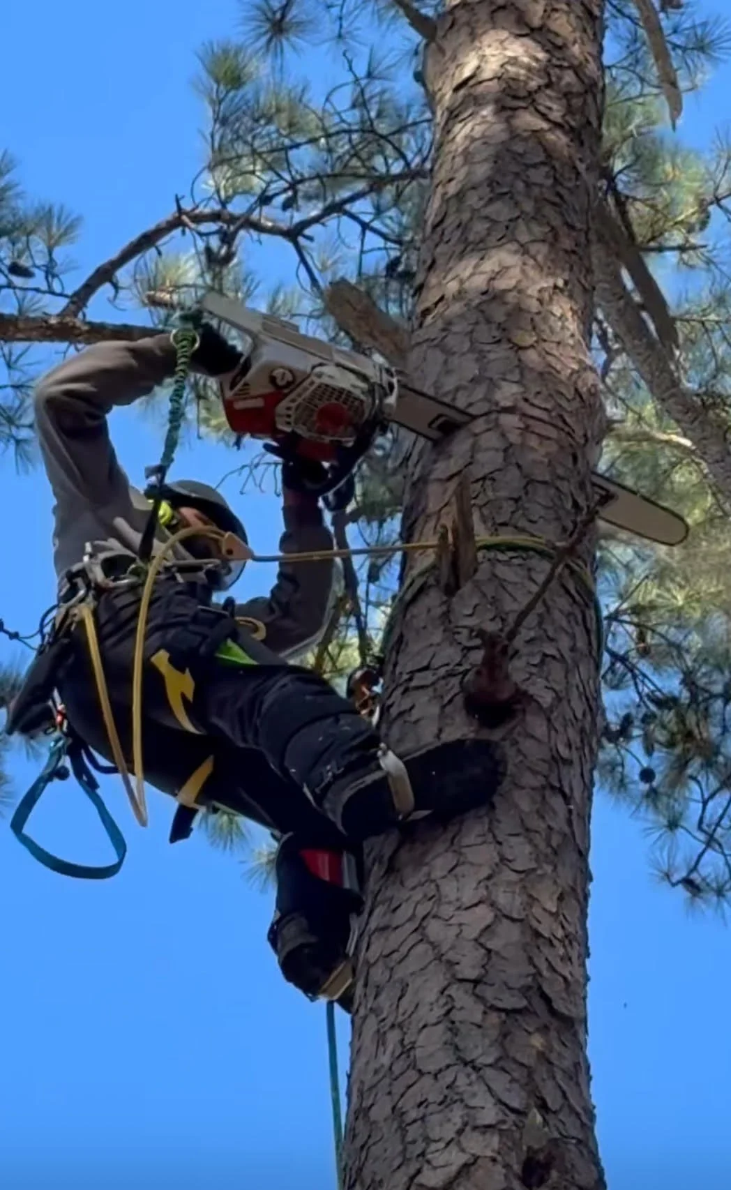arborist removing a tree