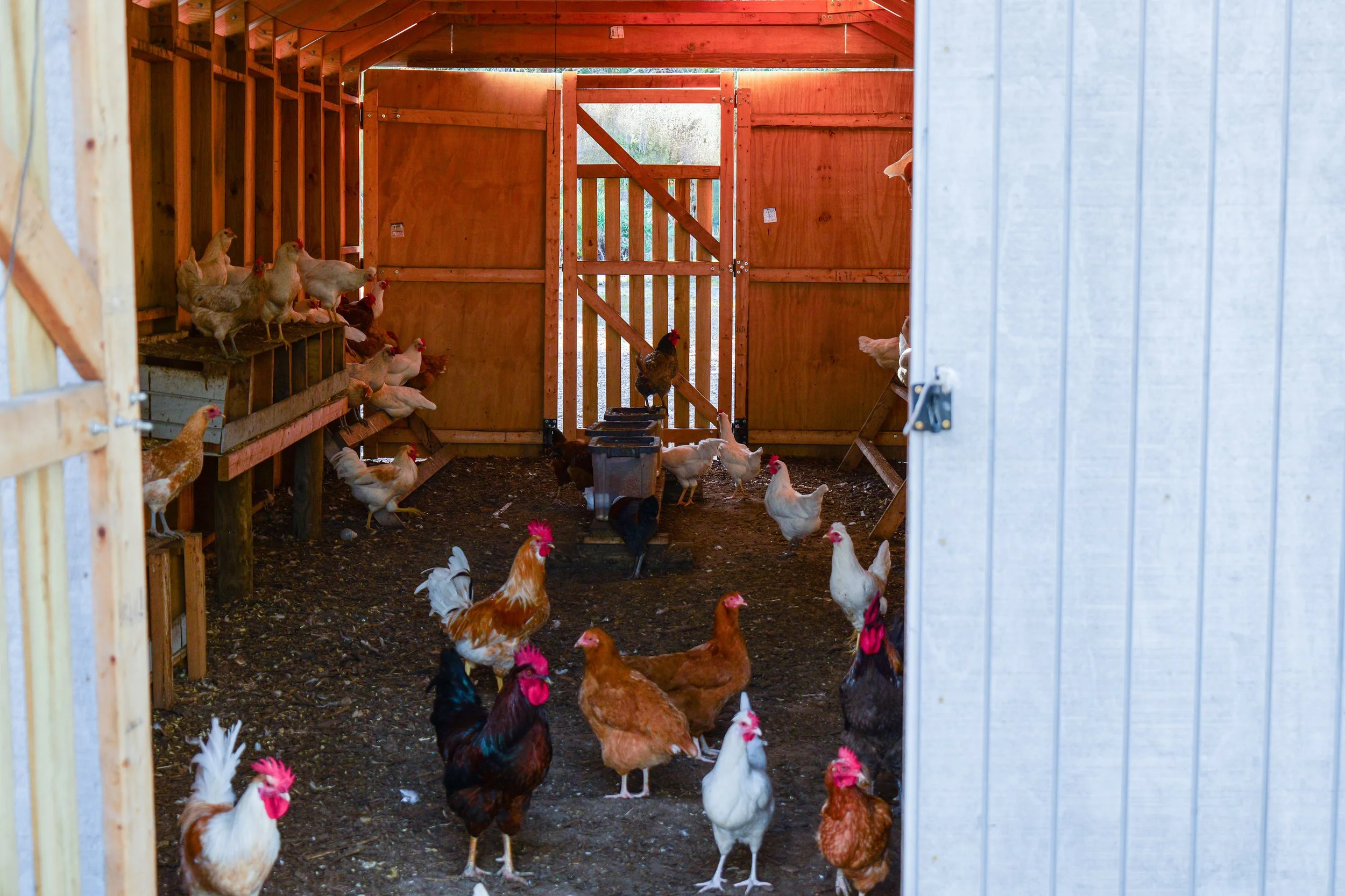Chicken Coup 2.jpg