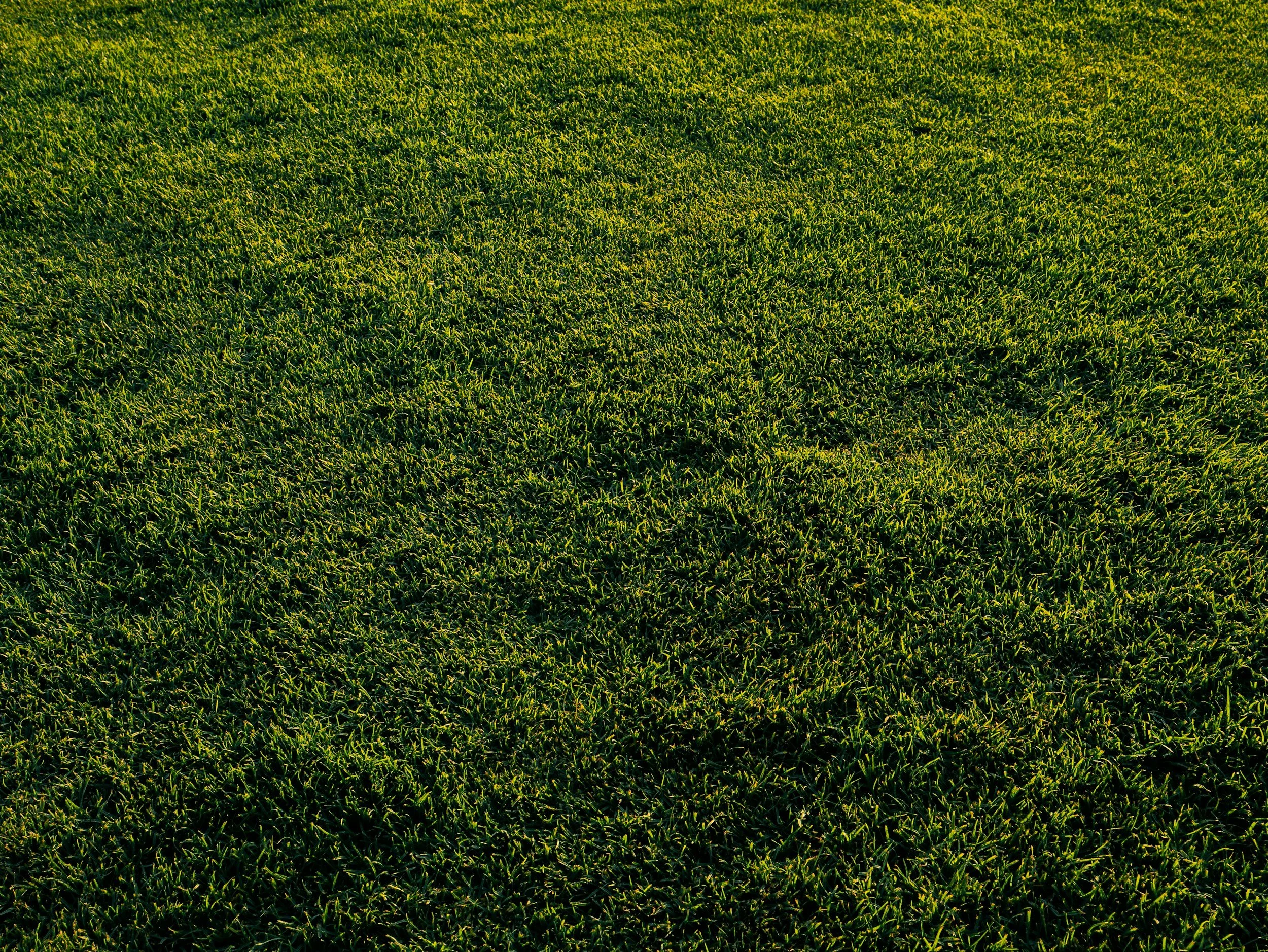 Close-up view of lush green grass.