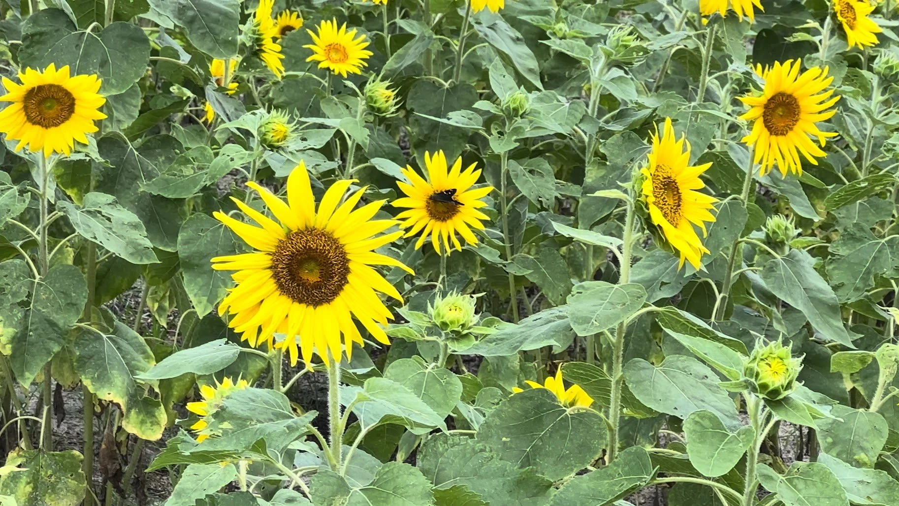 10 Sunflower crop.jpg