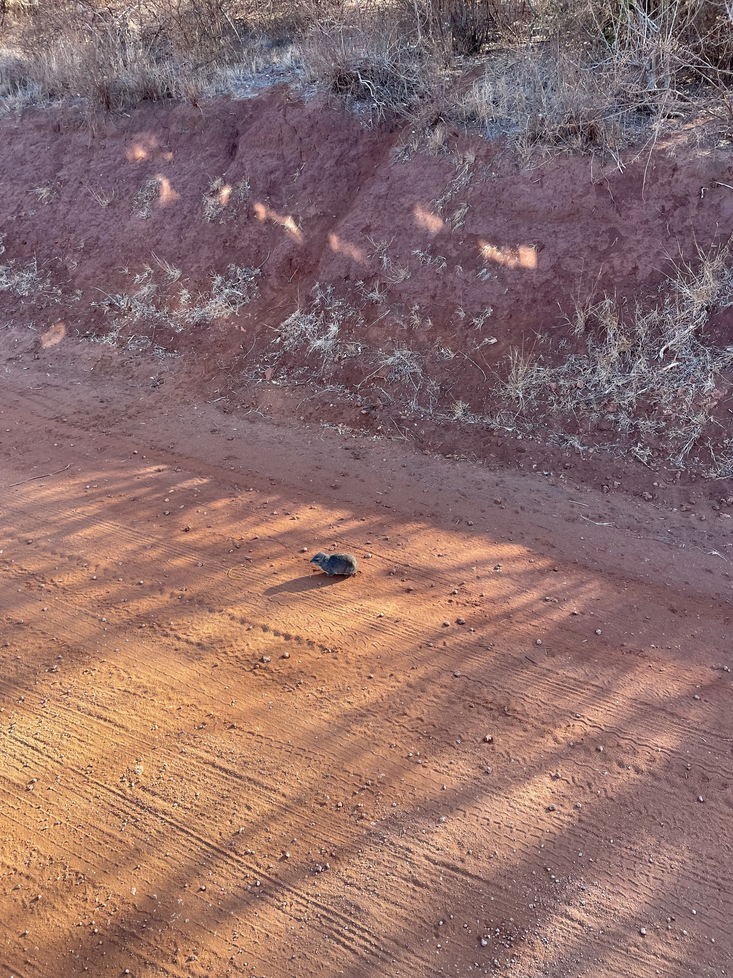 A small rodent, possibly a mouse or vole, on a dirt road with reddish soil, dry vegetation on a hillside in the background, and shadows cast by a fence or plants.