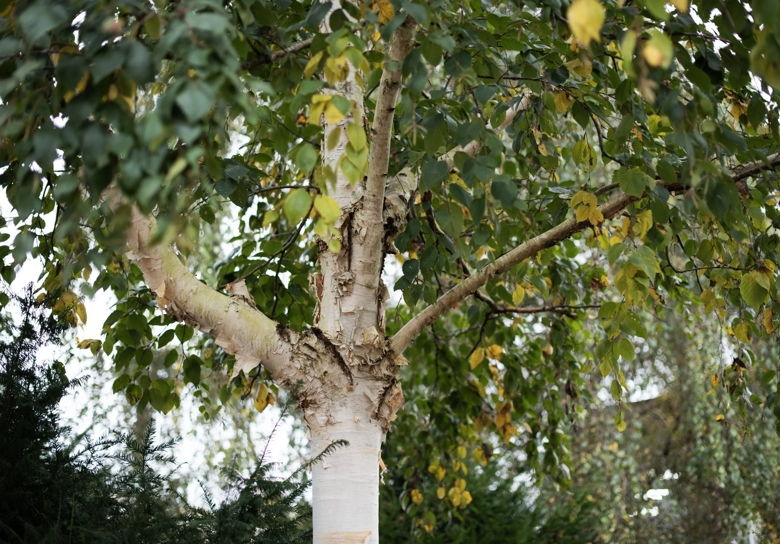 Close-up of a birch tree with peeling white bark and green leaves.