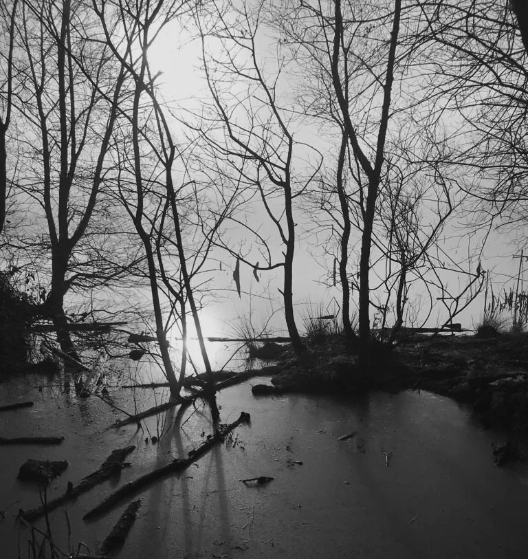 Silhouette of leafless trees over a dark, partially frozen body of water with sticks and branches, during sunset or sunrise.