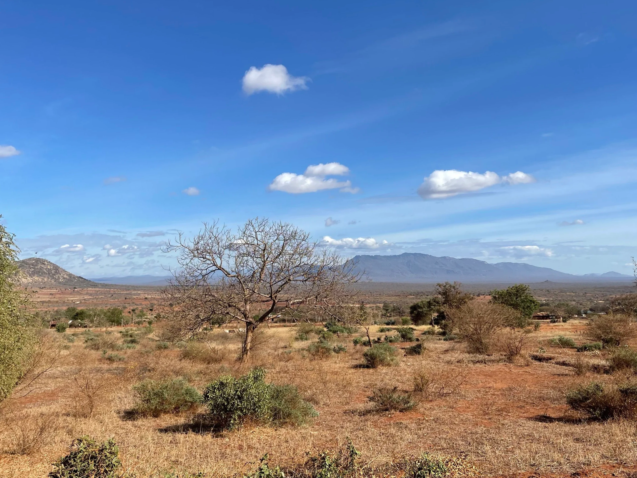 Dry desert landscape with sparse bushes and a leafless tree, mountain range in the distance, blue sky with scattered white clouds.