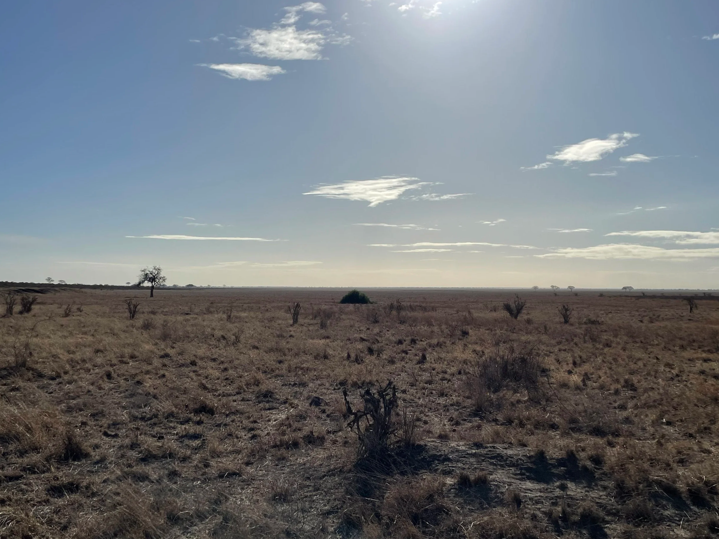 A dry, empty savannah landscape with sparse, leafless bushes and a few scattered trees under a mostly clear blue sky with some clouds.