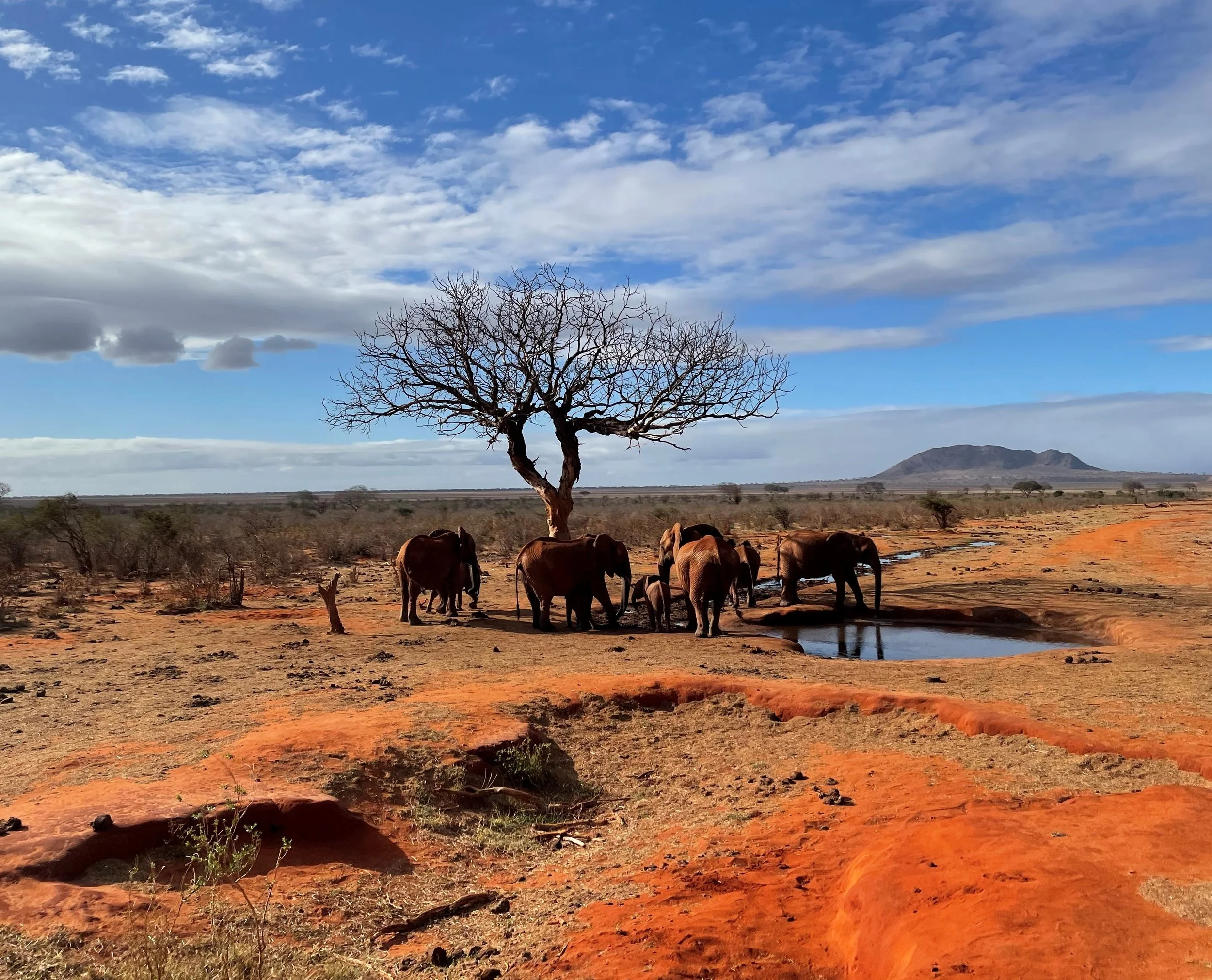 Elephants near a waterhole in a dry savanna landscape with a leafless tree, distant mountains, under a partly cloudy sky.