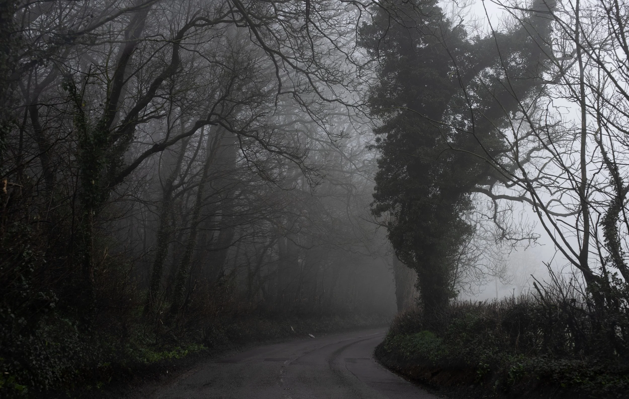 A winding road through a foggy, dense forest with leafless trees and minimal greenery.