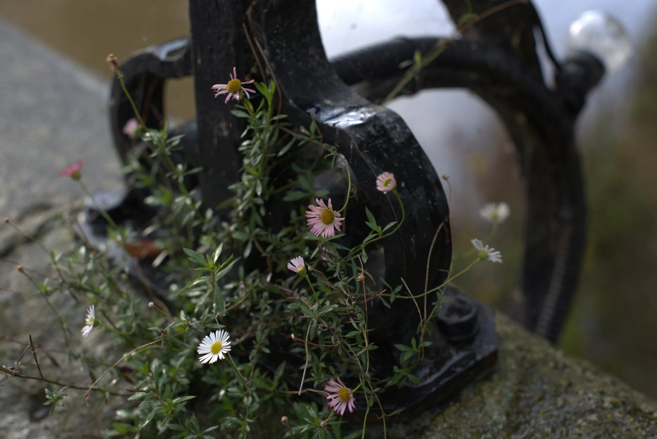 Violet and white wildflowers growing through a broken black skateboard on a mossy surface near a body of water.