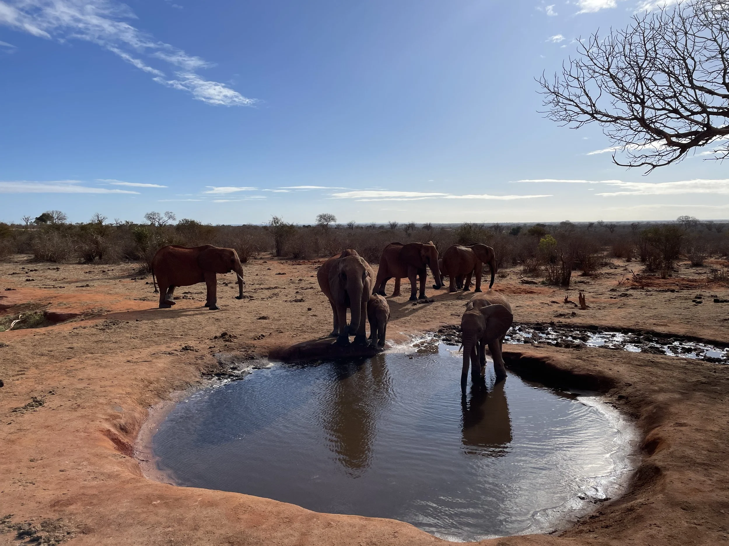 A group of six elephants gathers around a waterhole in a dry, open landscape with sparse bushes and trees, under a blue sky with a few clouds and the sun shining.
