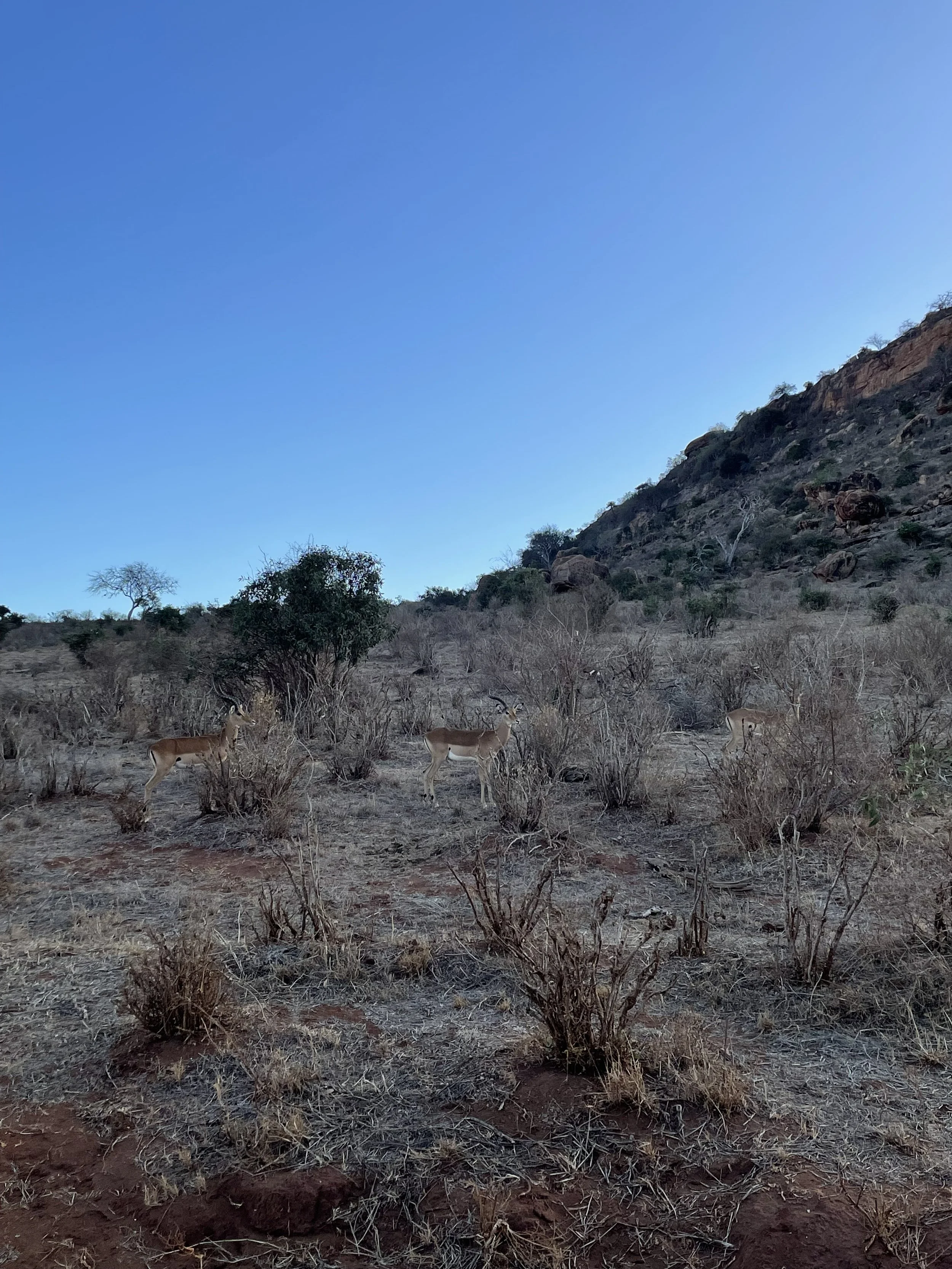 Three antelopes standing among dry bushes and sparse trees in a semi-arid landscape with a hillside in the background and a clear blue sky above.