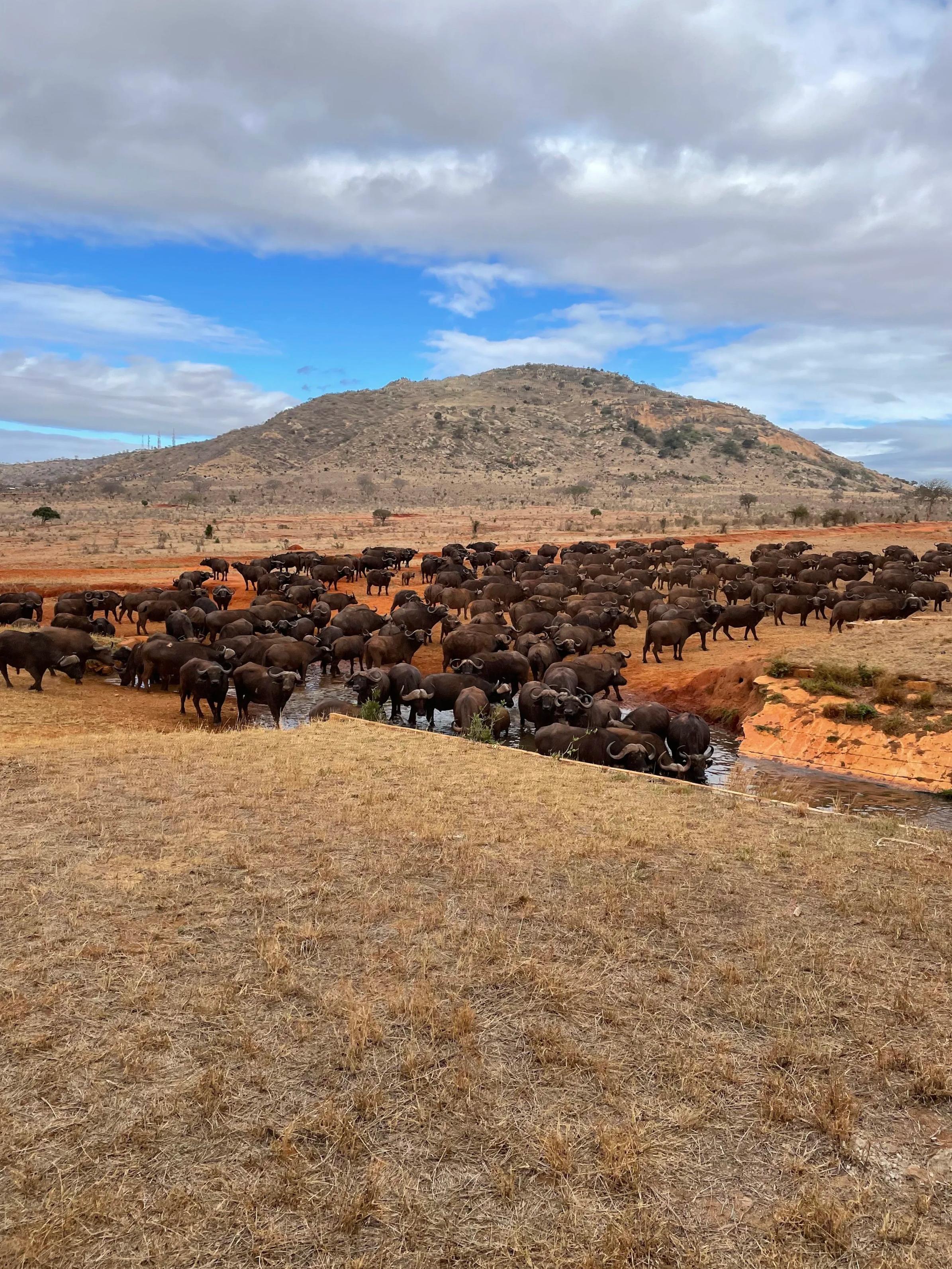 A large herd of buffaloes drinking water from a small stream in a dry grassland with a hill in the background under partly cloudy skies.