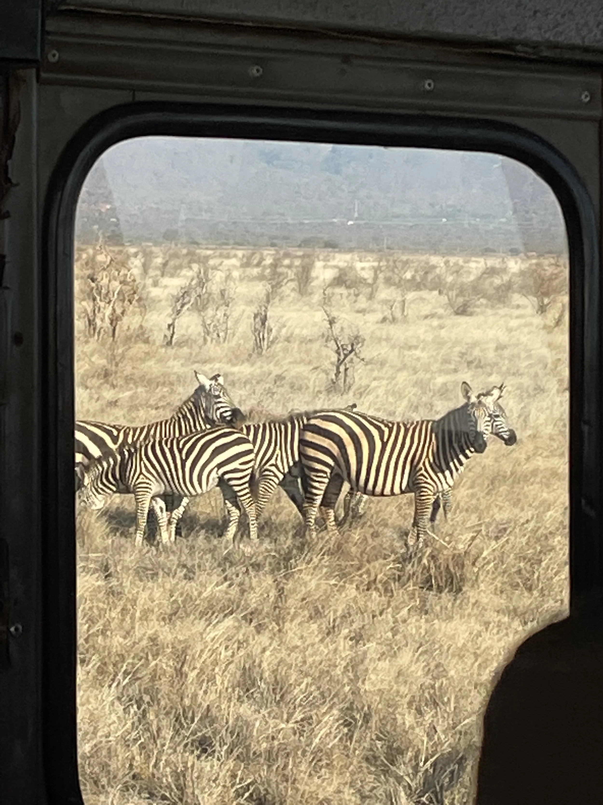 Group of zebras standing in grassy plains seen through a vehicle window