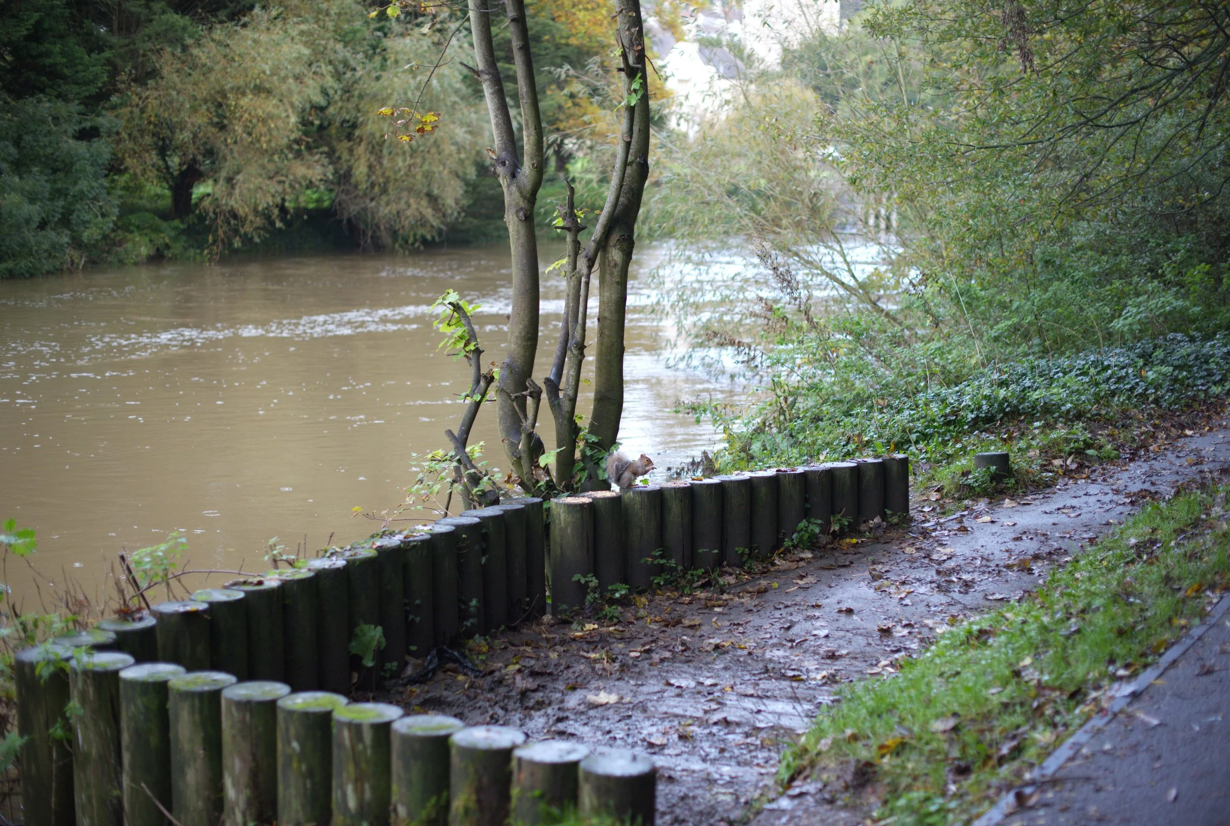 A muddy river runs alongside a dirt walking path bordered by a black wooden fence and lush green trees and bushes on both sides. A squirrel sits on the fence near a small tree.