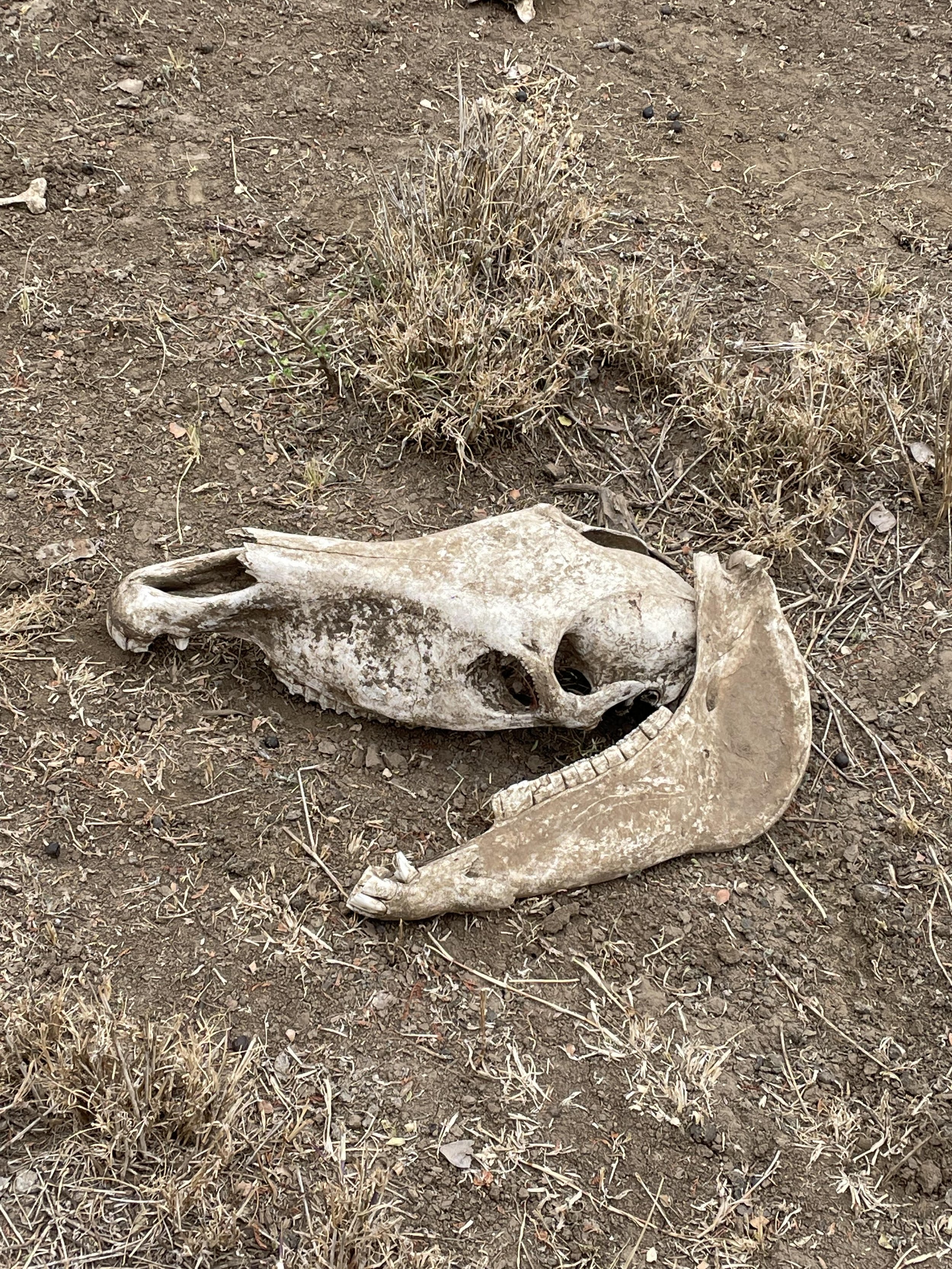 nairobi skull.jpg