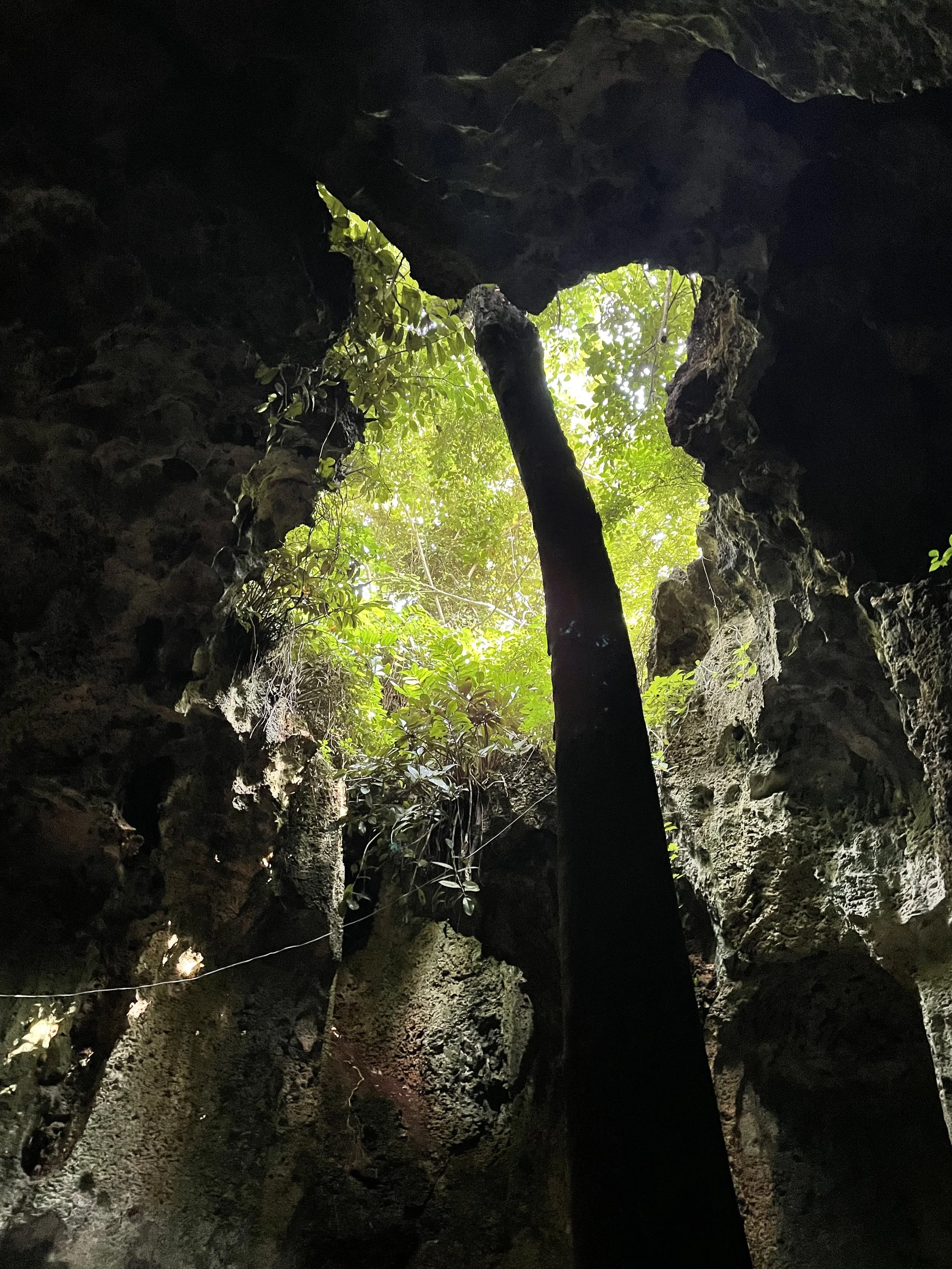 Inside a cave with a large opening showing green jungle foliage and sunlight outside.