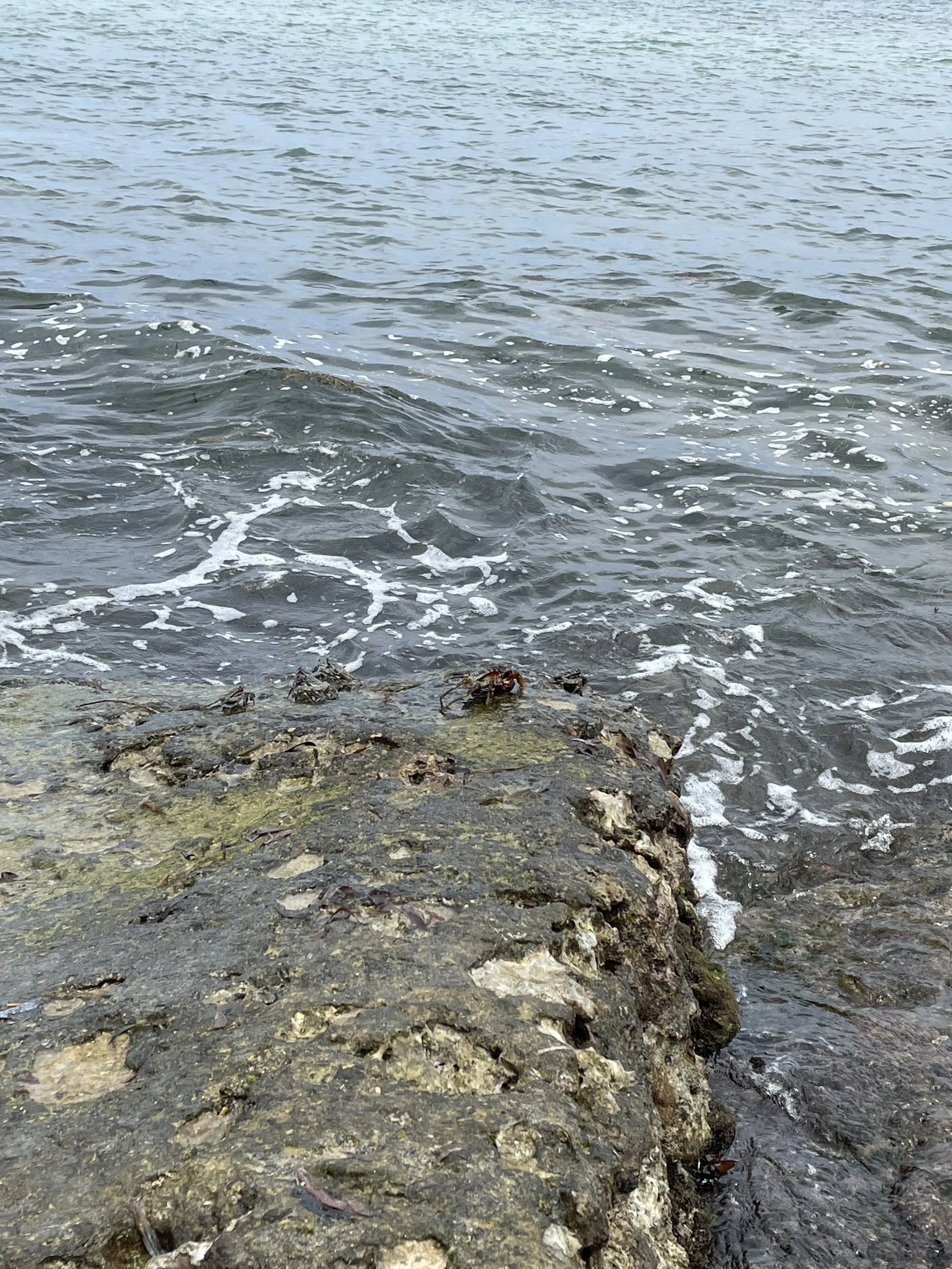 A rocky shoreline with small crabs on the rocks, and water gently lapping against the rocks under an overcast sky.