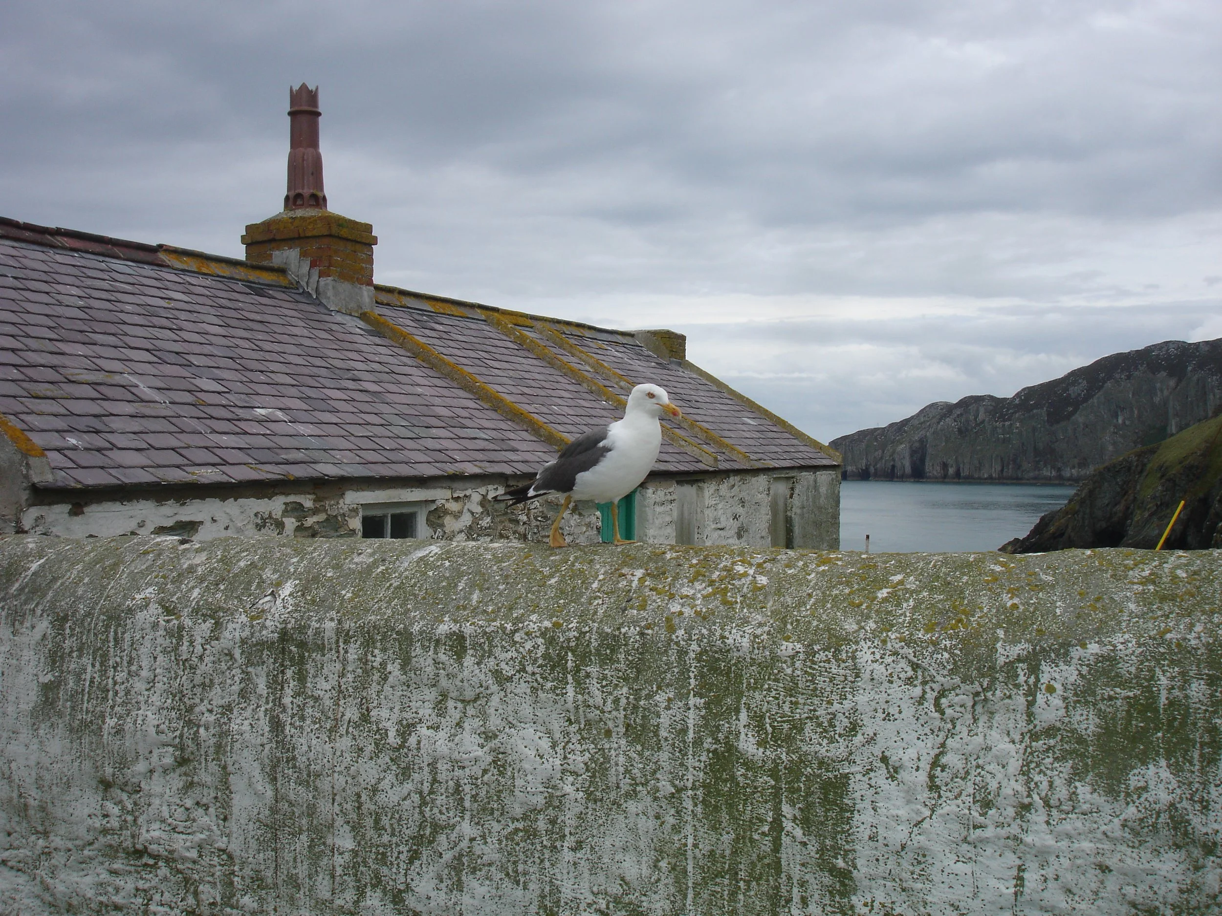 A seagull standing on a moss-covered stone wall with an old house and a body of water in the background, under a cloudy sky.