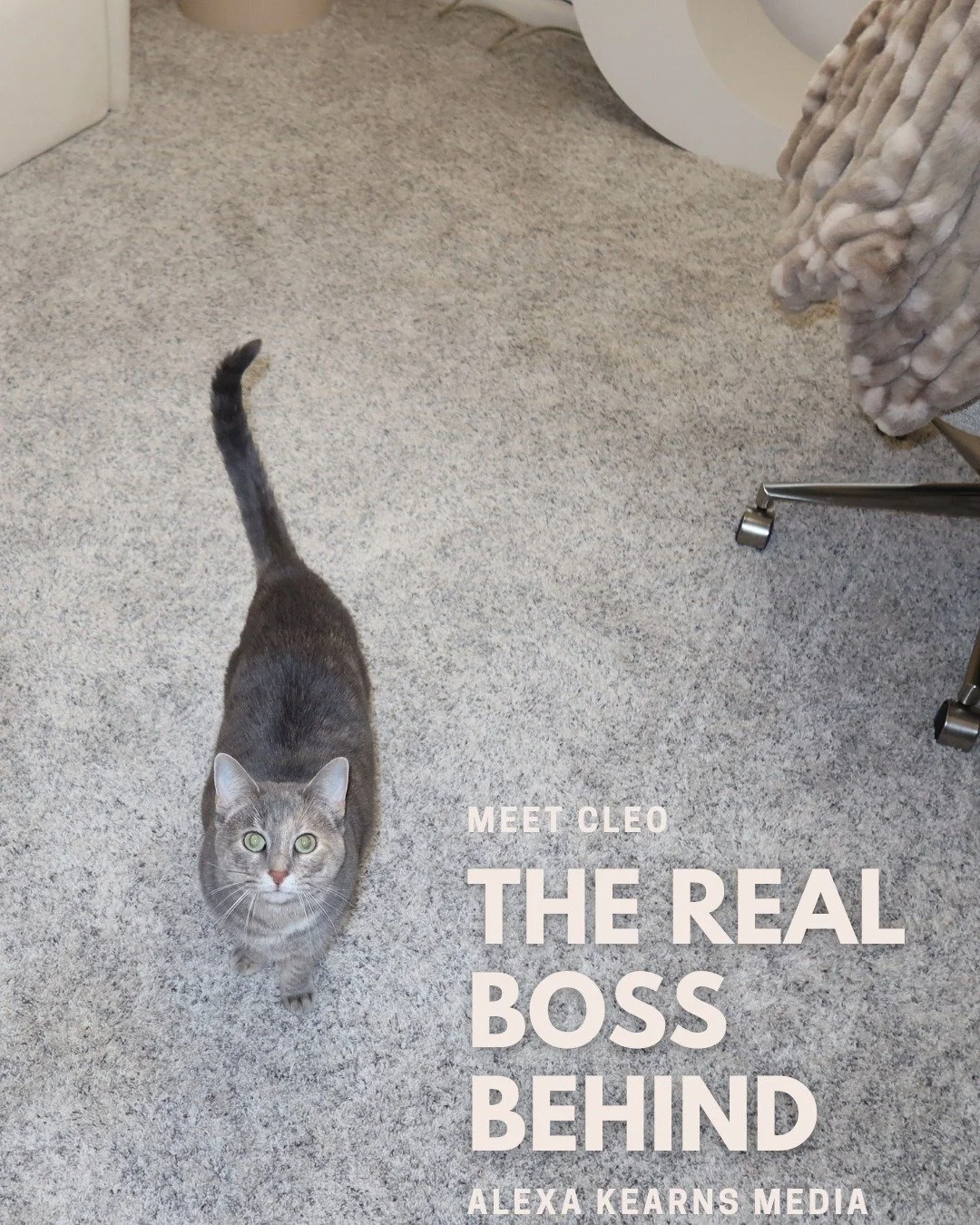 Happy National Pet Day from Cleo, the real boss behind Alexa Kearns Media 🐾
Her daily duties include supervising from her couch and bringing at least 10 toys into my office...👑😽