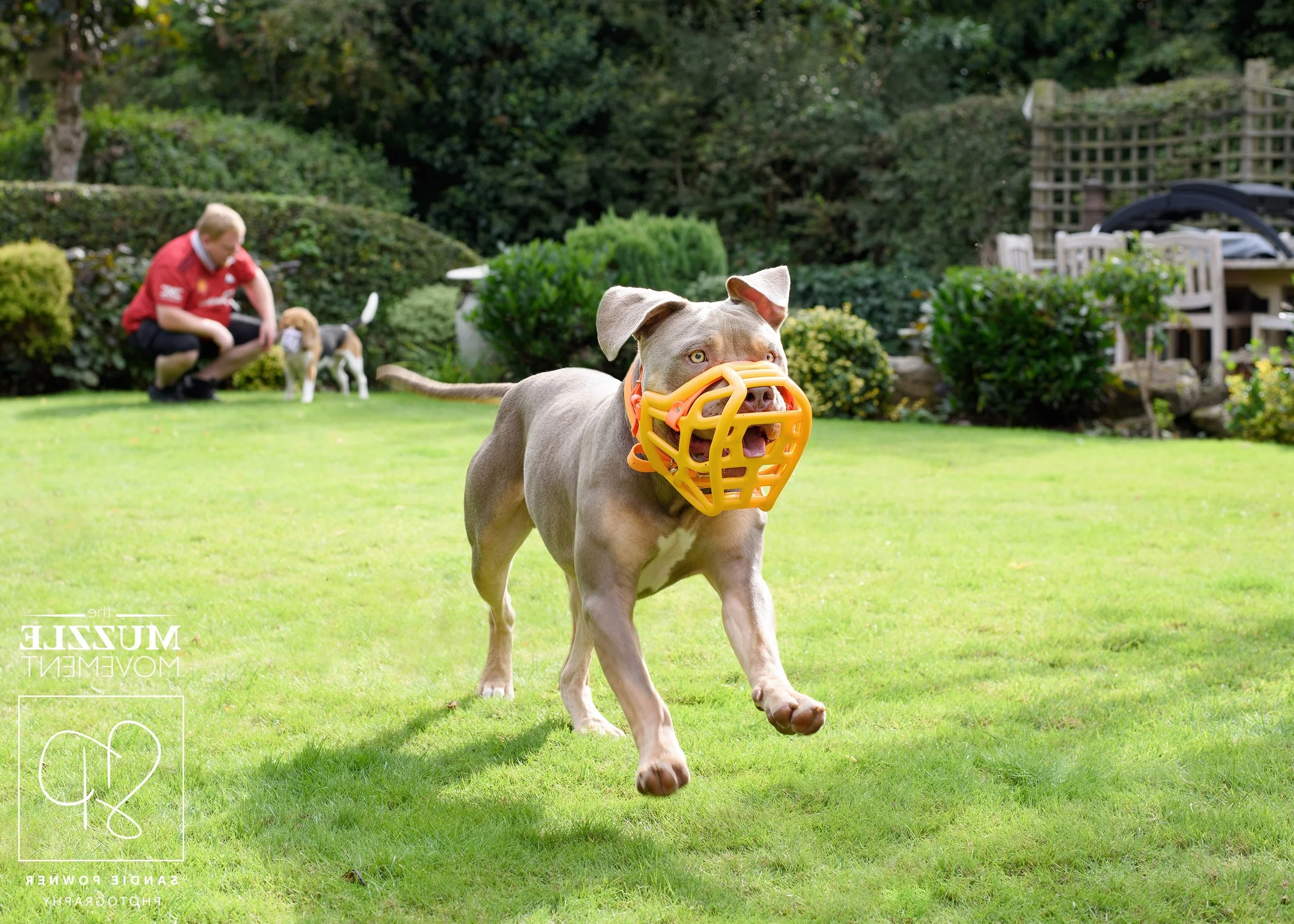 A dog wearing a yellow muzzle running on a grassy lawn, with a person and another dog in the background.